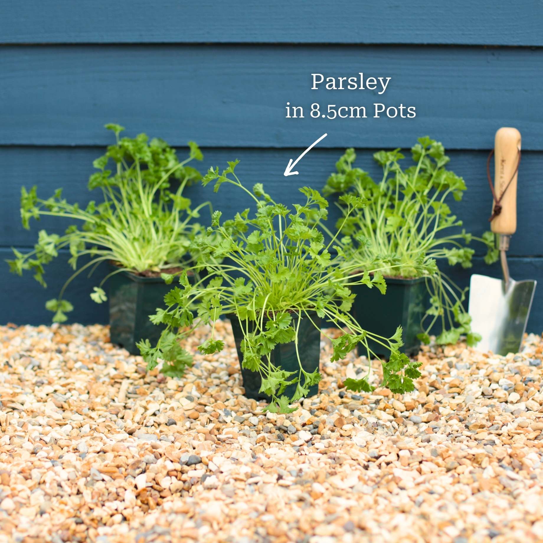 Curly Parsley Plant - Image 5