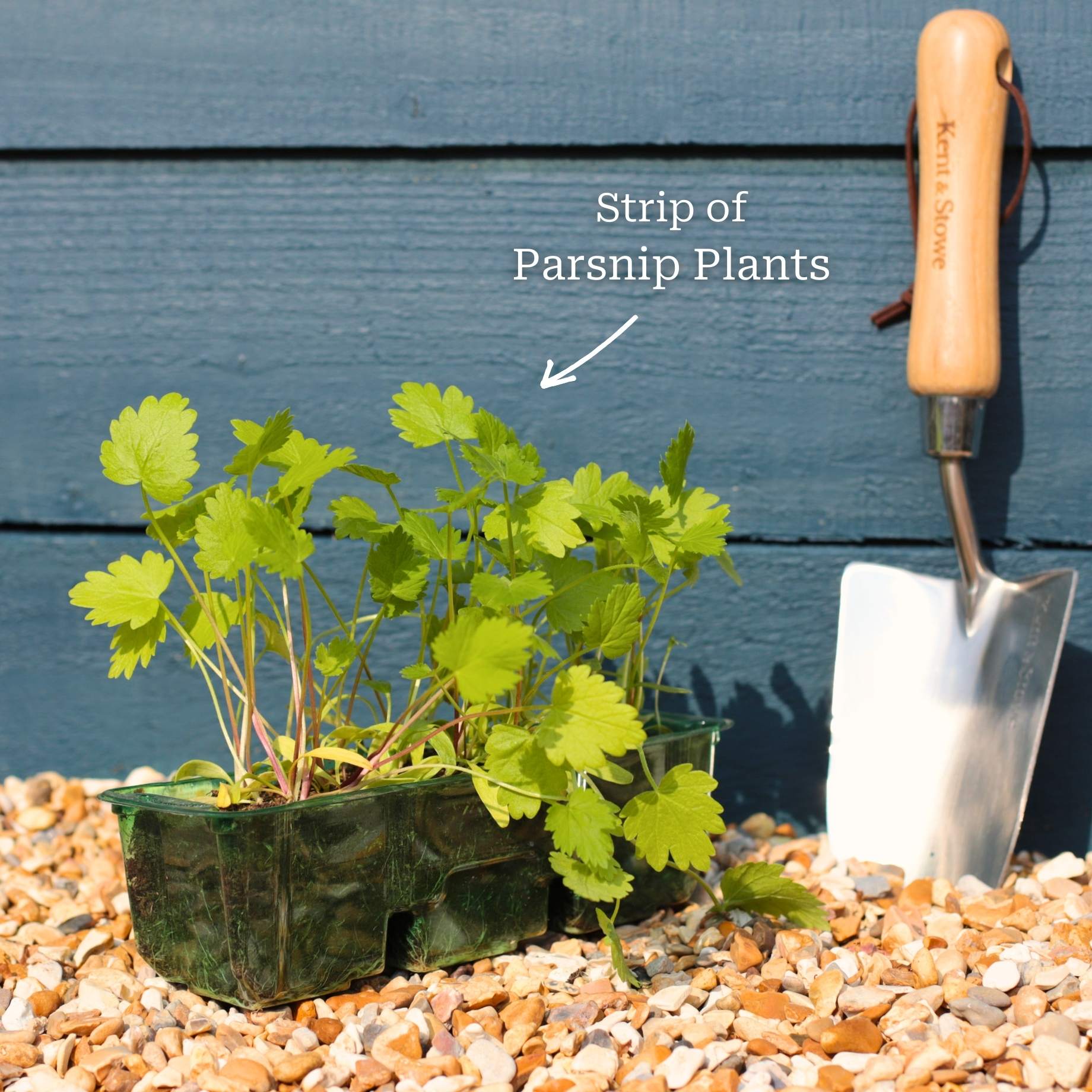'Duchess F1' Parsnip Plants - Image 4