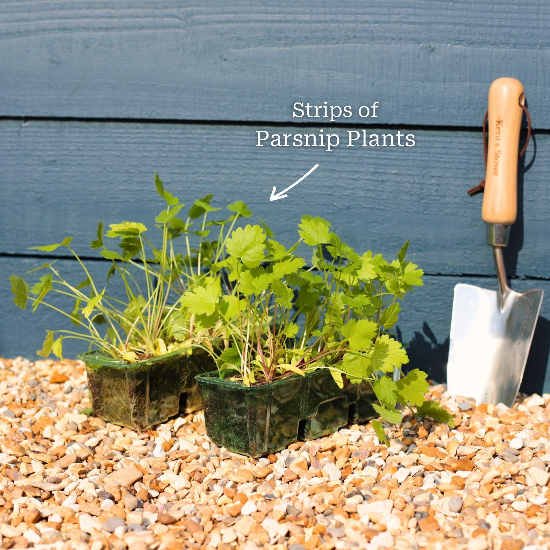 'Duchess F1' Parsnip Plants - Image 5