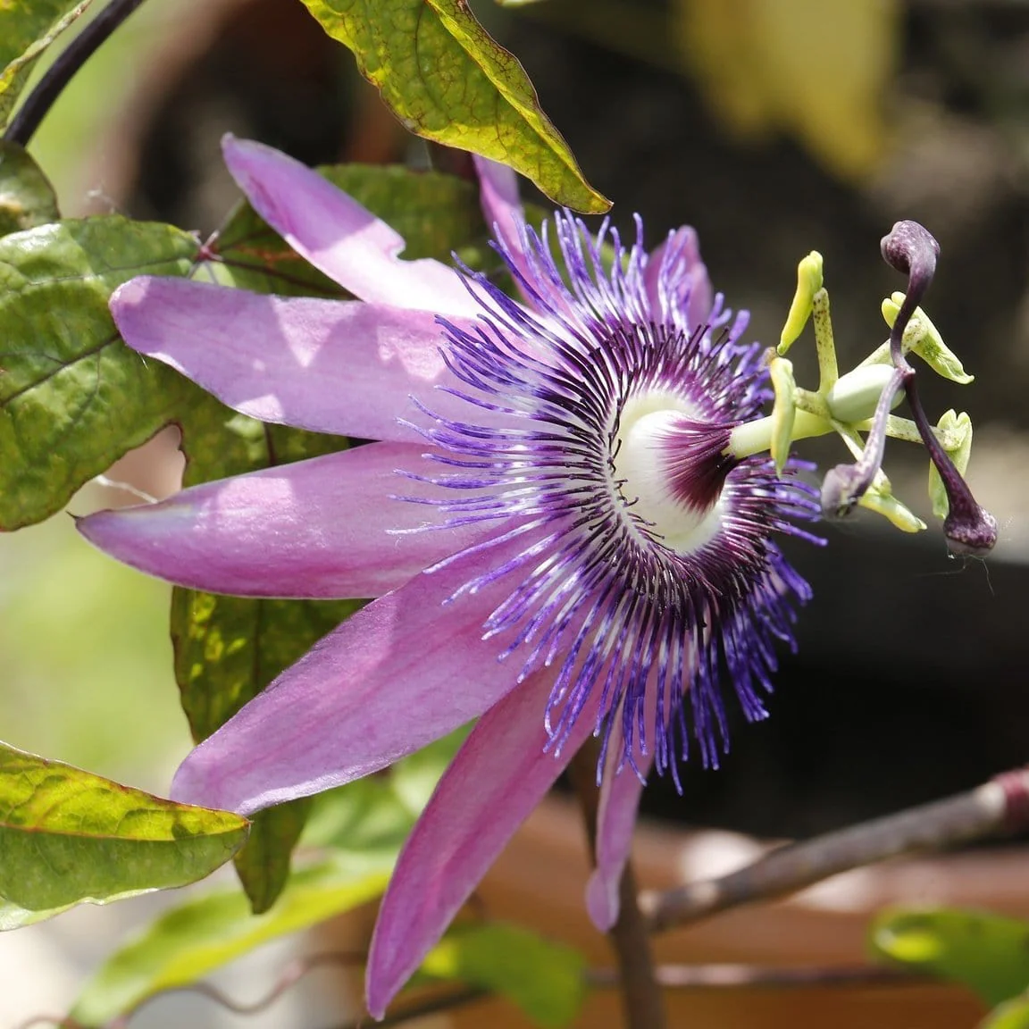 Purple Passion Flower | Passiflora 'Lavender Lady'