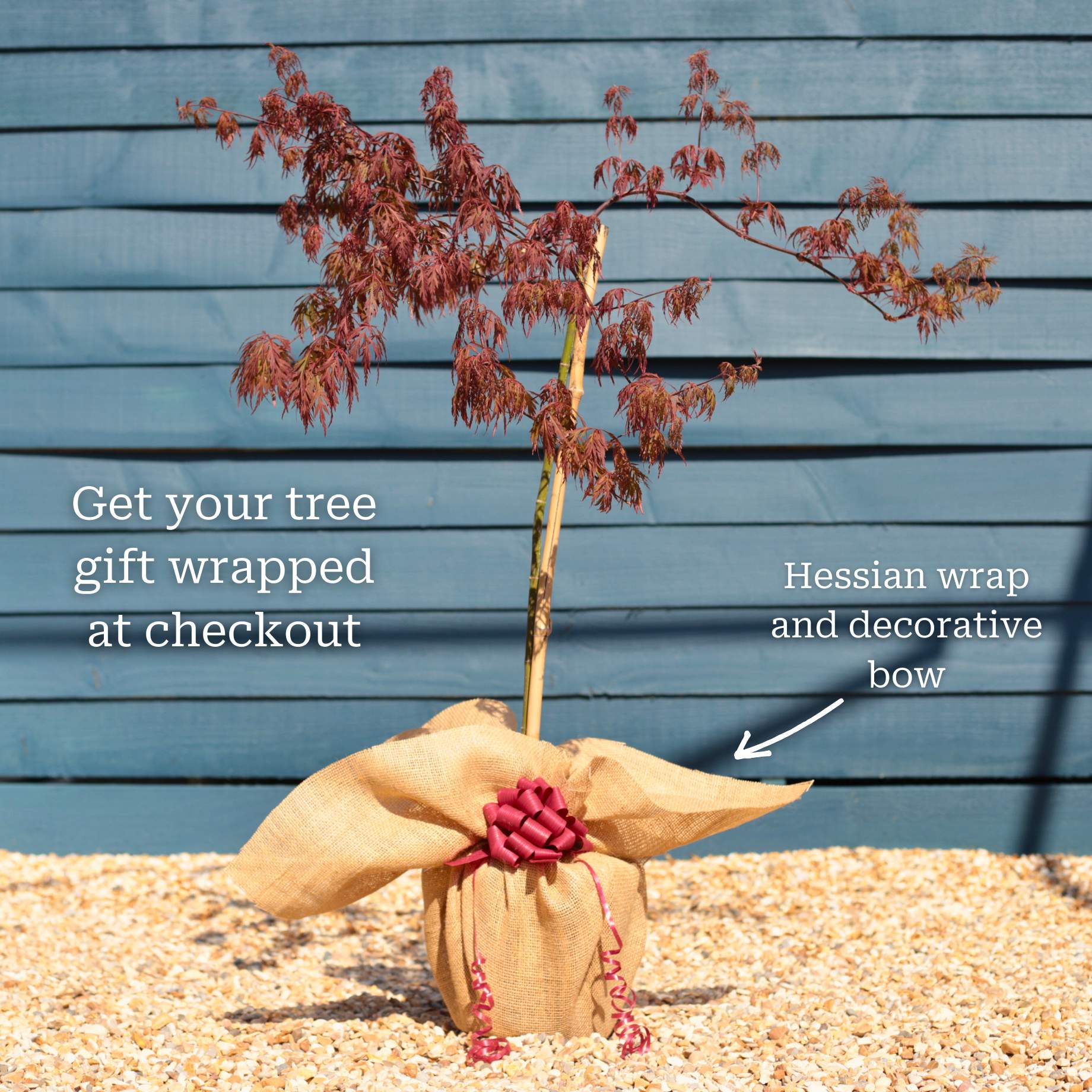 Patio Acer Tree | Acer palmatum 'Inaba-shidare' - Image 4