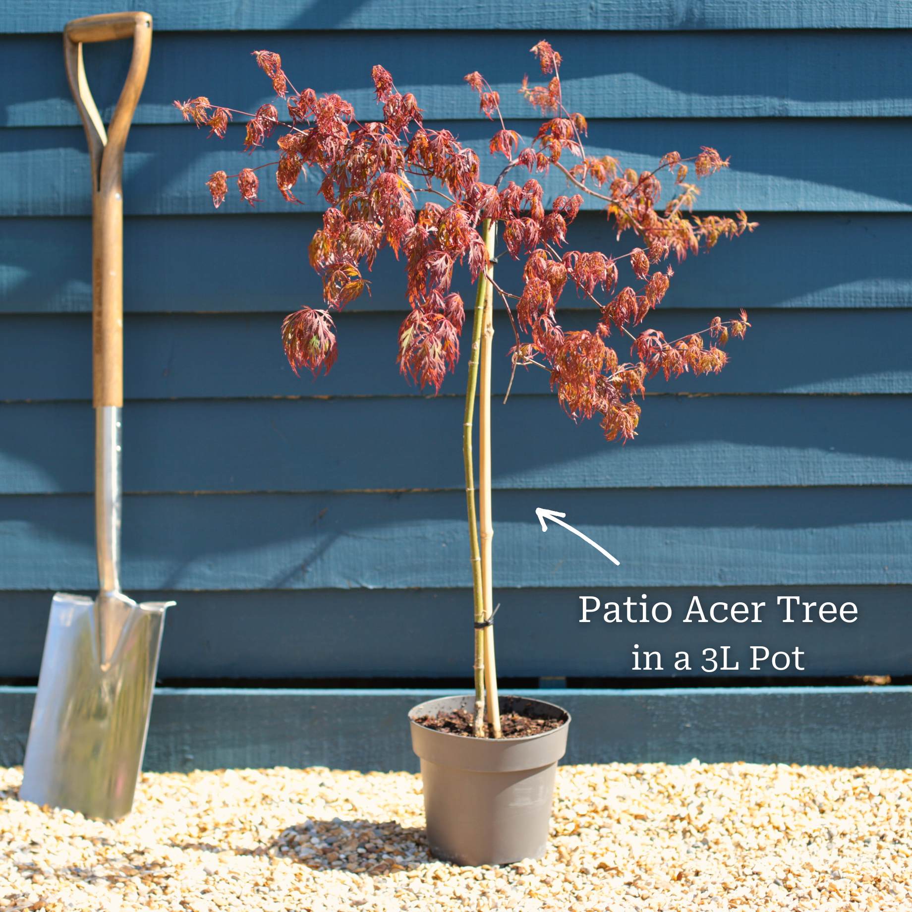 Patio Acer Tree Gift - Image 6