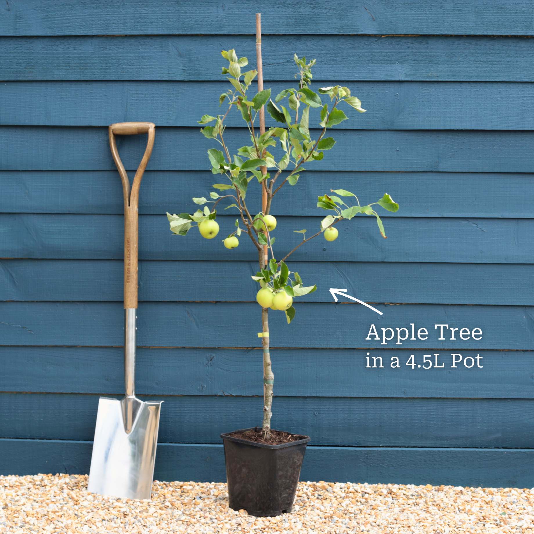 'Sunset' Apple Tree - Image 5