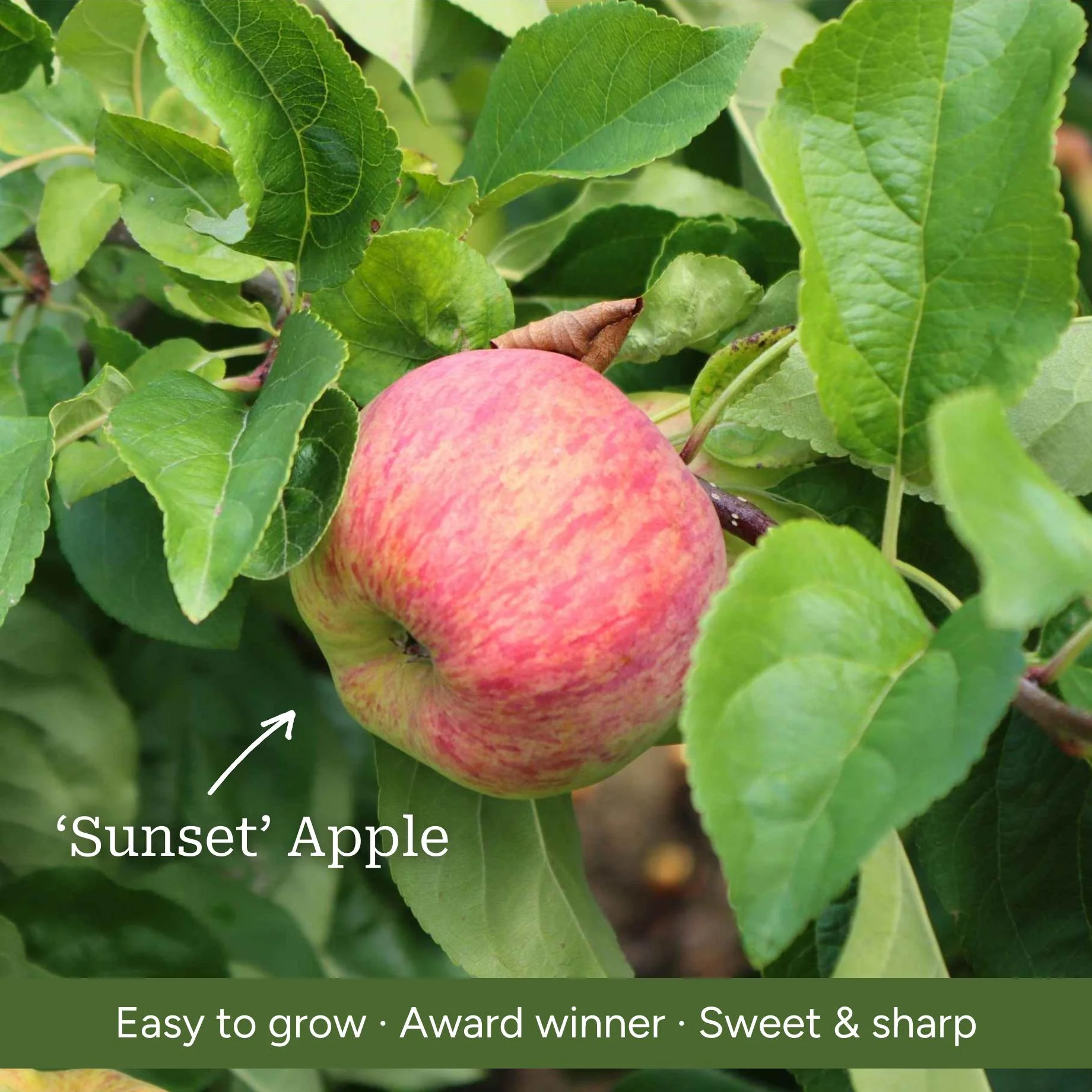 Patio Apple Tree - Image 6