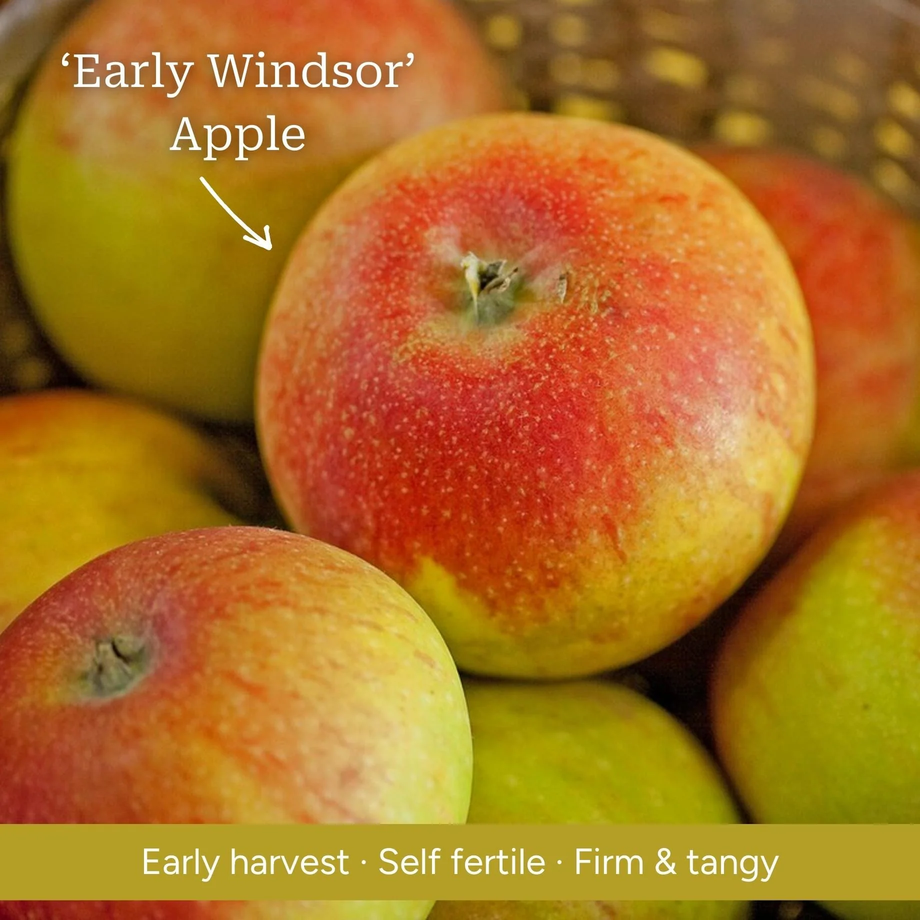 Patio Apple Tree - Image 8