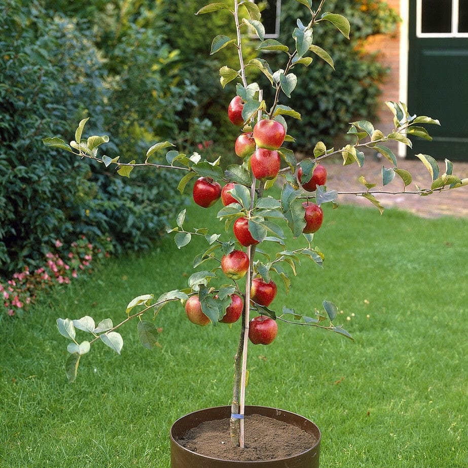 Patio Apple Tree | Malus 'Appletini'