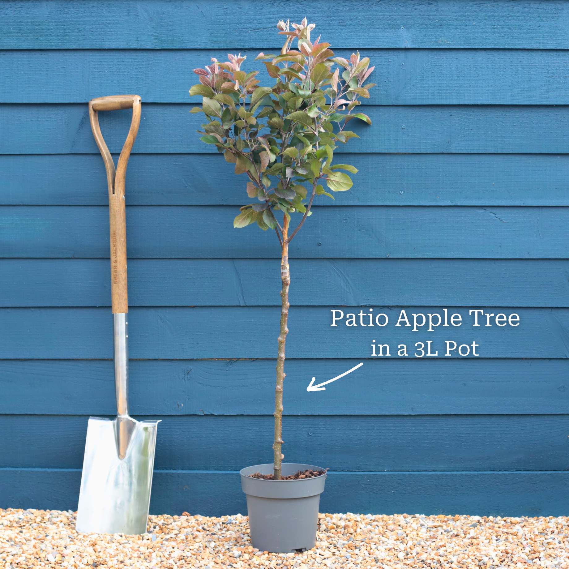 Patio Apple Tree | Malus 'Appletini' - Image 3