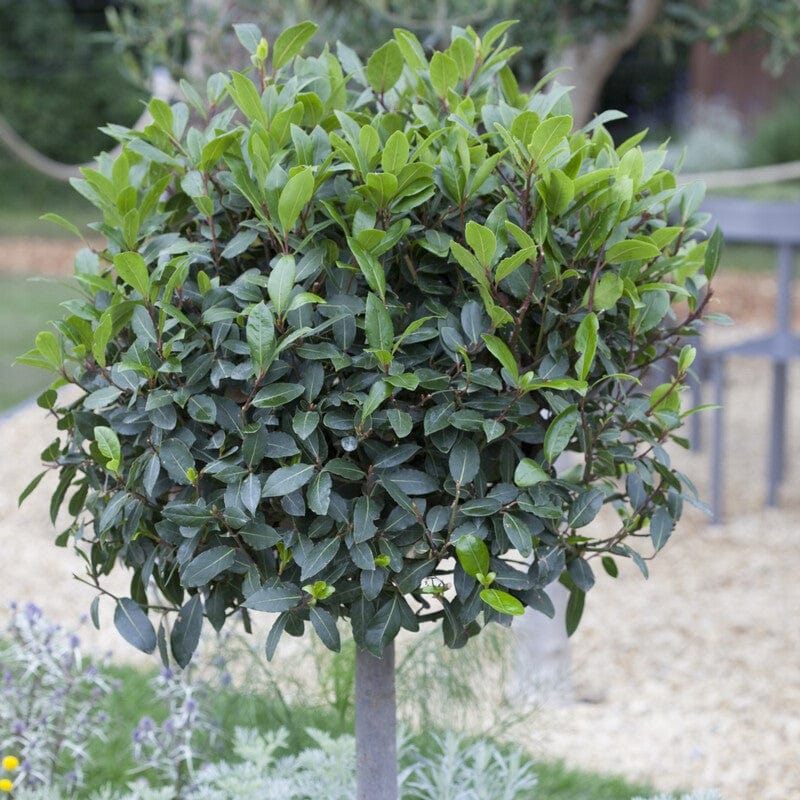 Patio Bay Tree Gift - Image 5