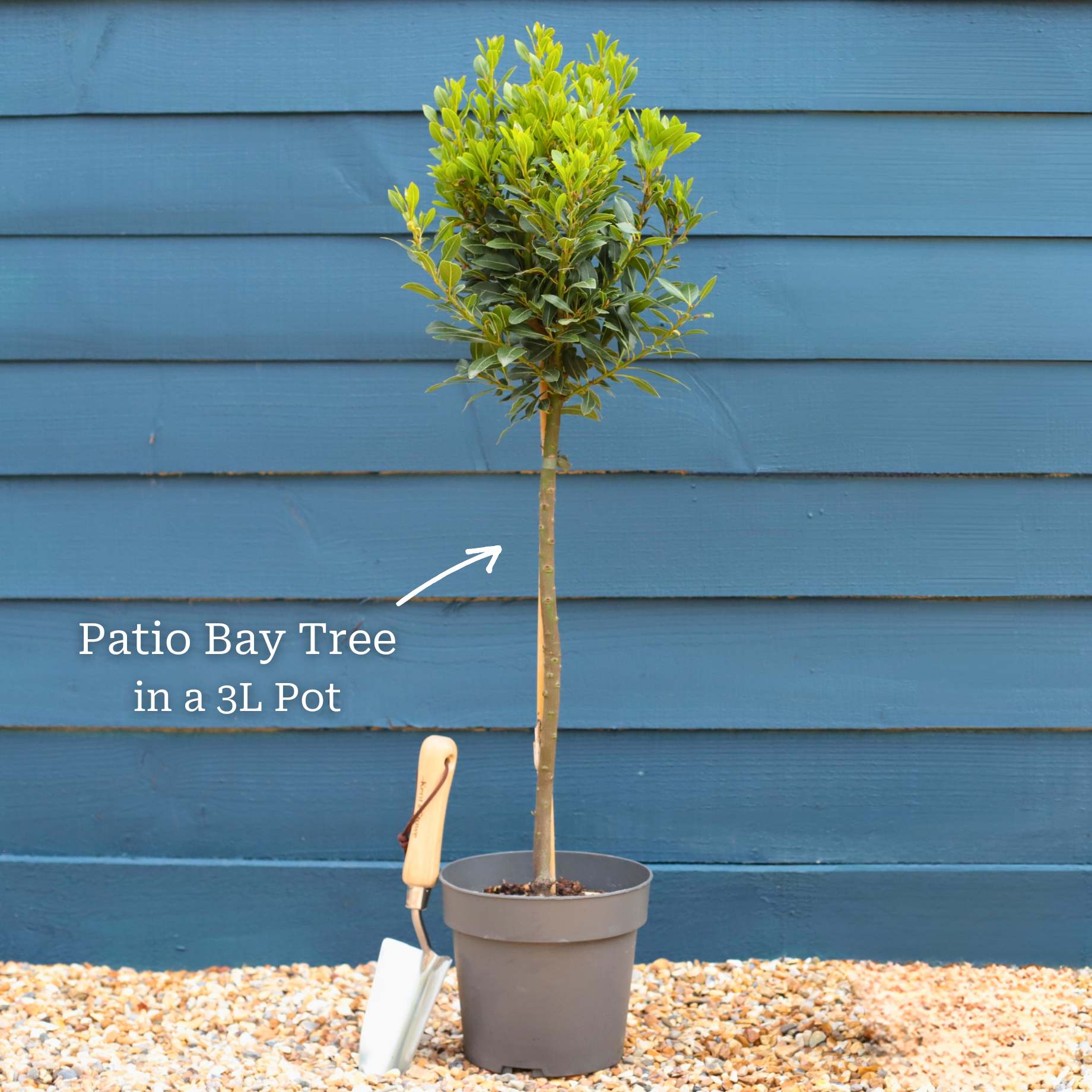 Patio Bay Tree Gift - Image 7