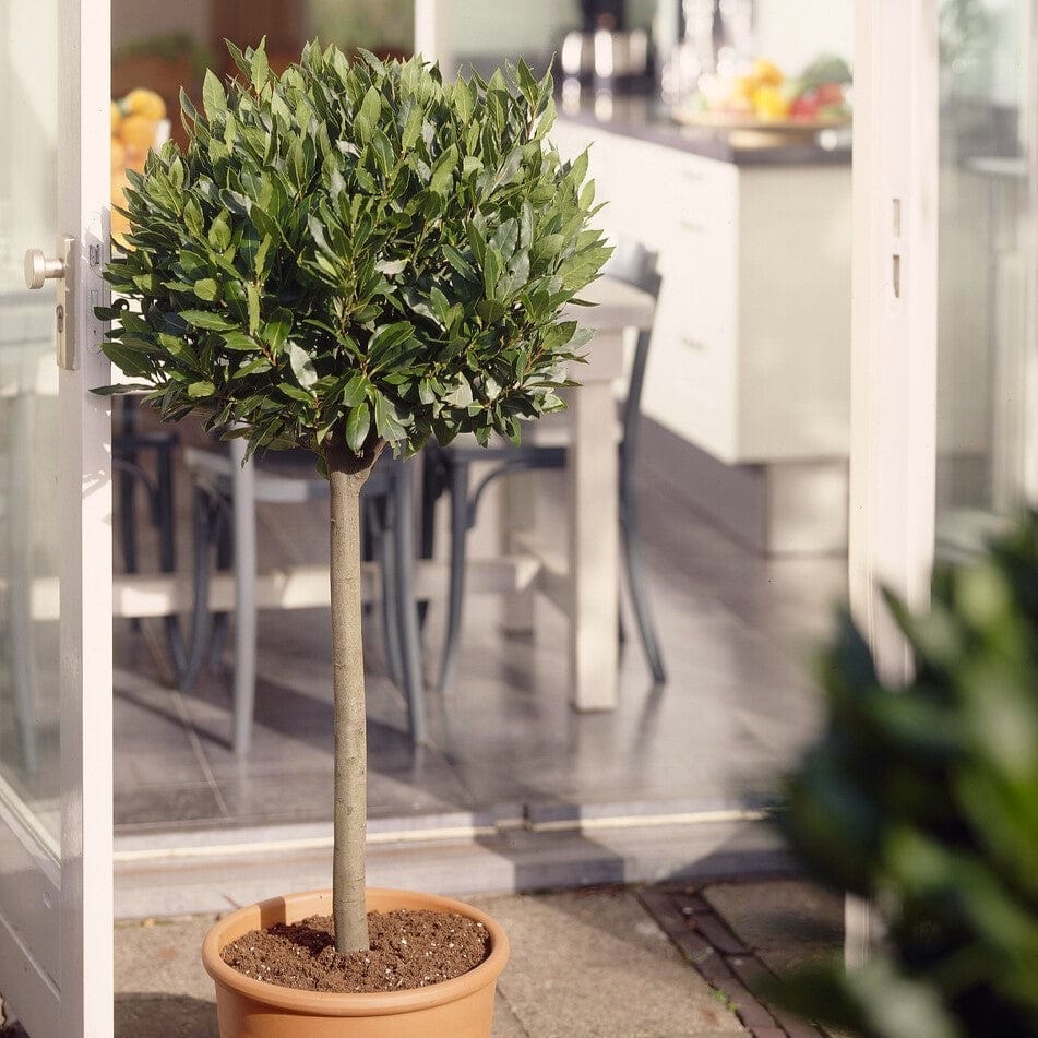 Patio Bay Tree Gift - Image 8