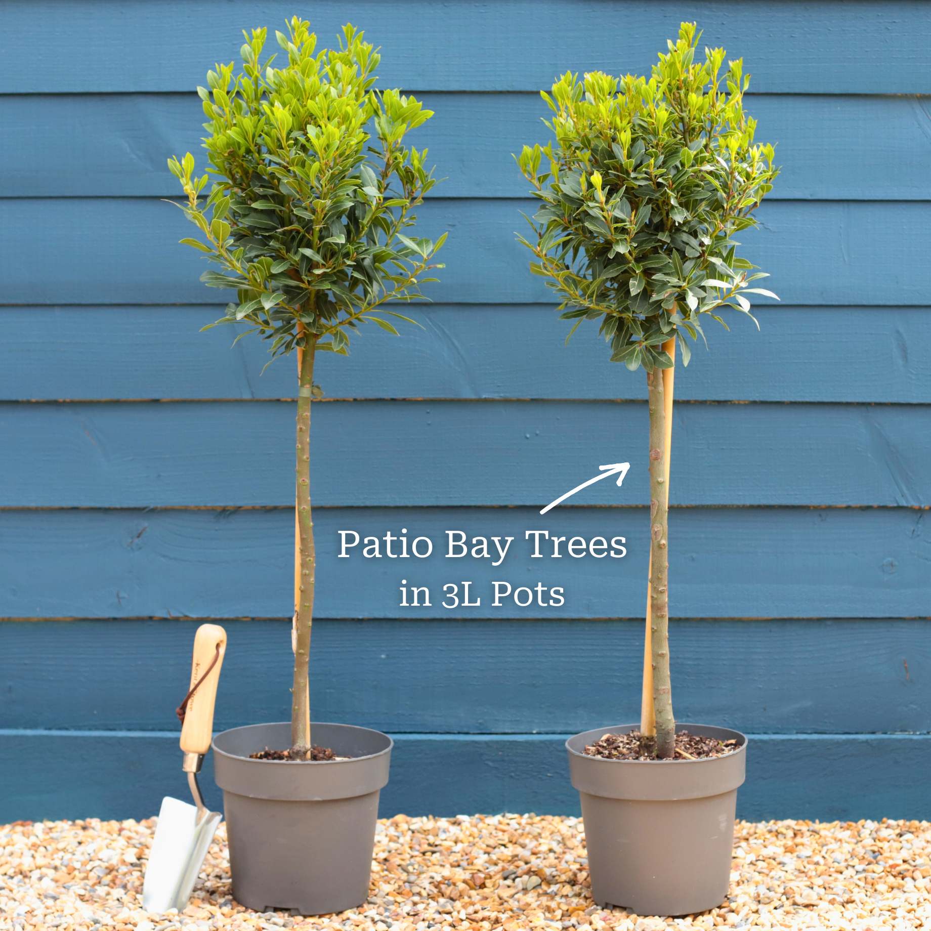 Patio Bay Tree | Laurus nobilis 'Bay Junior' - Image 7