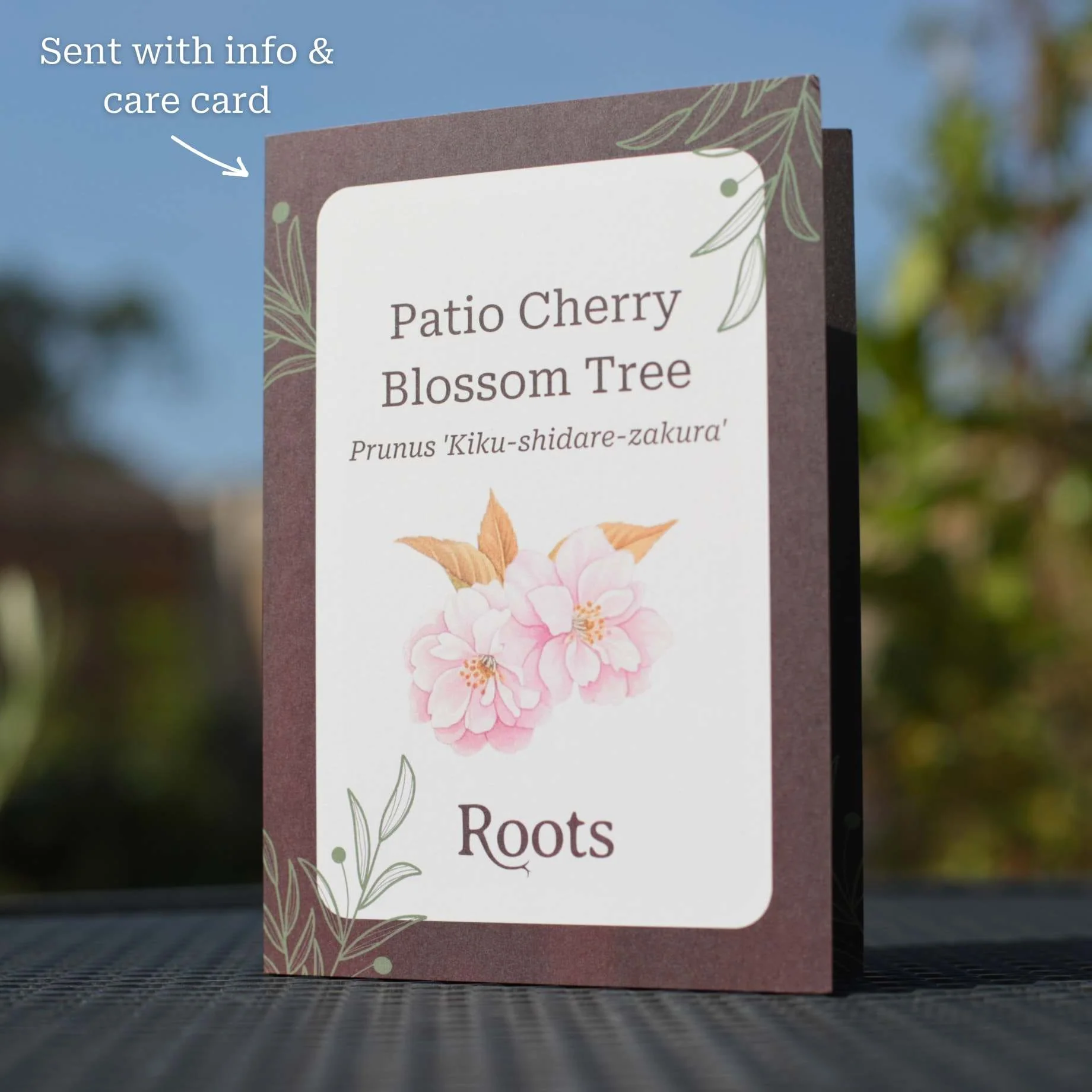 Patio Cherry Blossom Tree Gift - Image 3