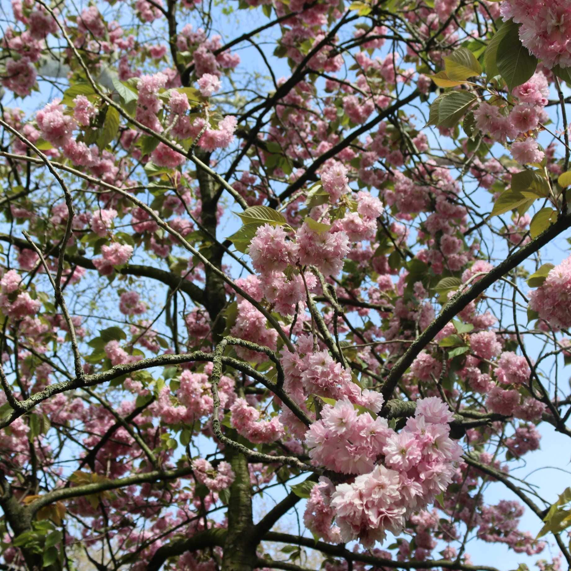 Patio Cherry Blossom Tree | Prunus 'Kiku-shidare-zakura' - Image 3