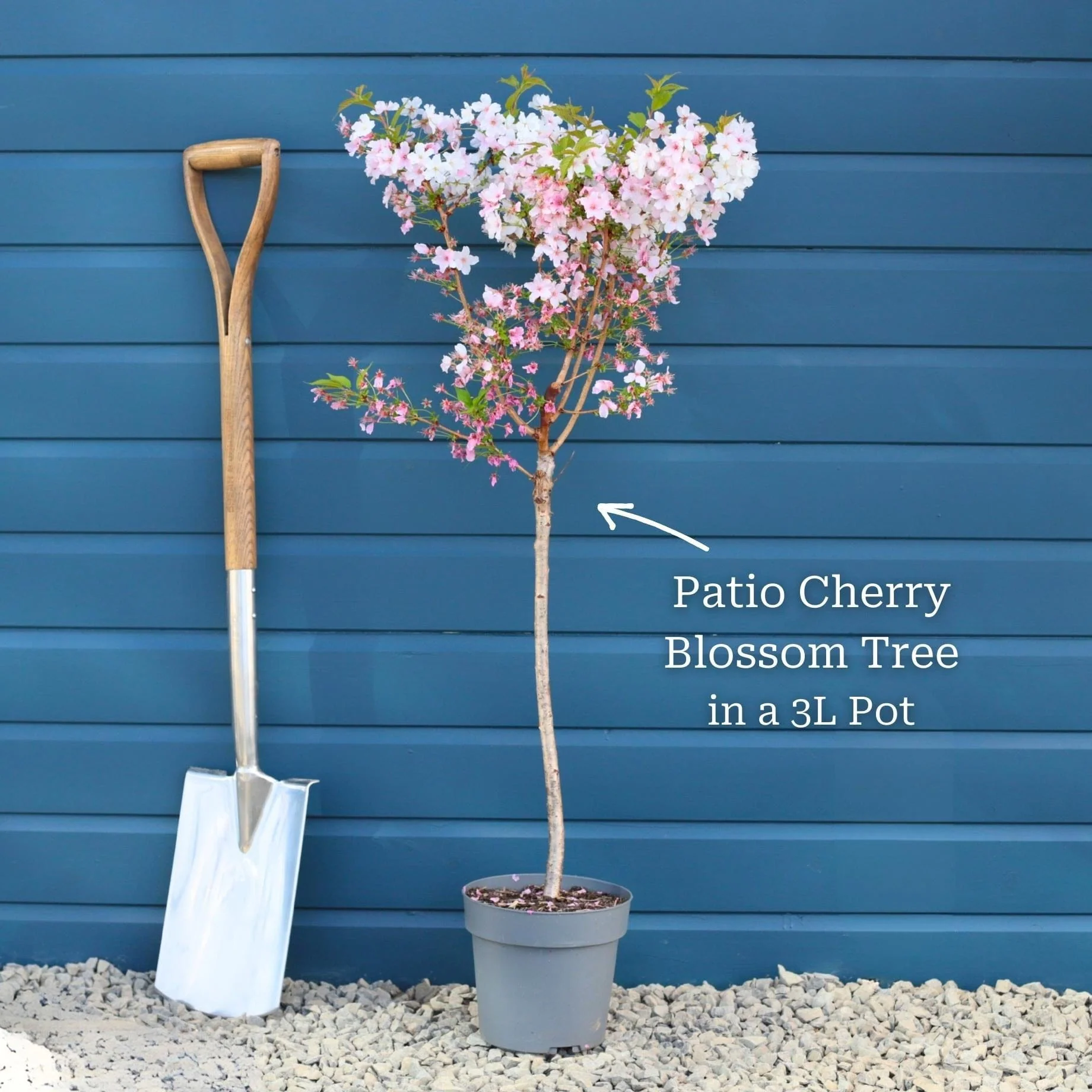 Patio Cherry Blossom Tree | Prunus 'Brilliant' - Image 3
