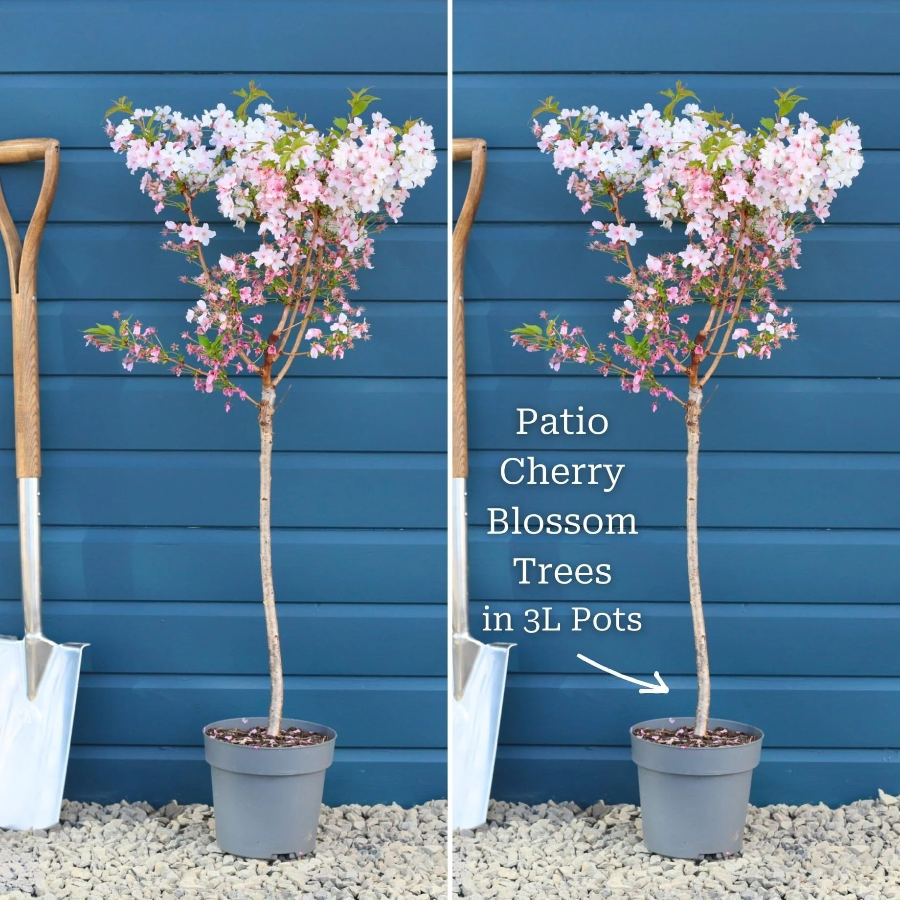 Patio Cherry Blossom Tree | Prunus 'Brilliant' - Image 4