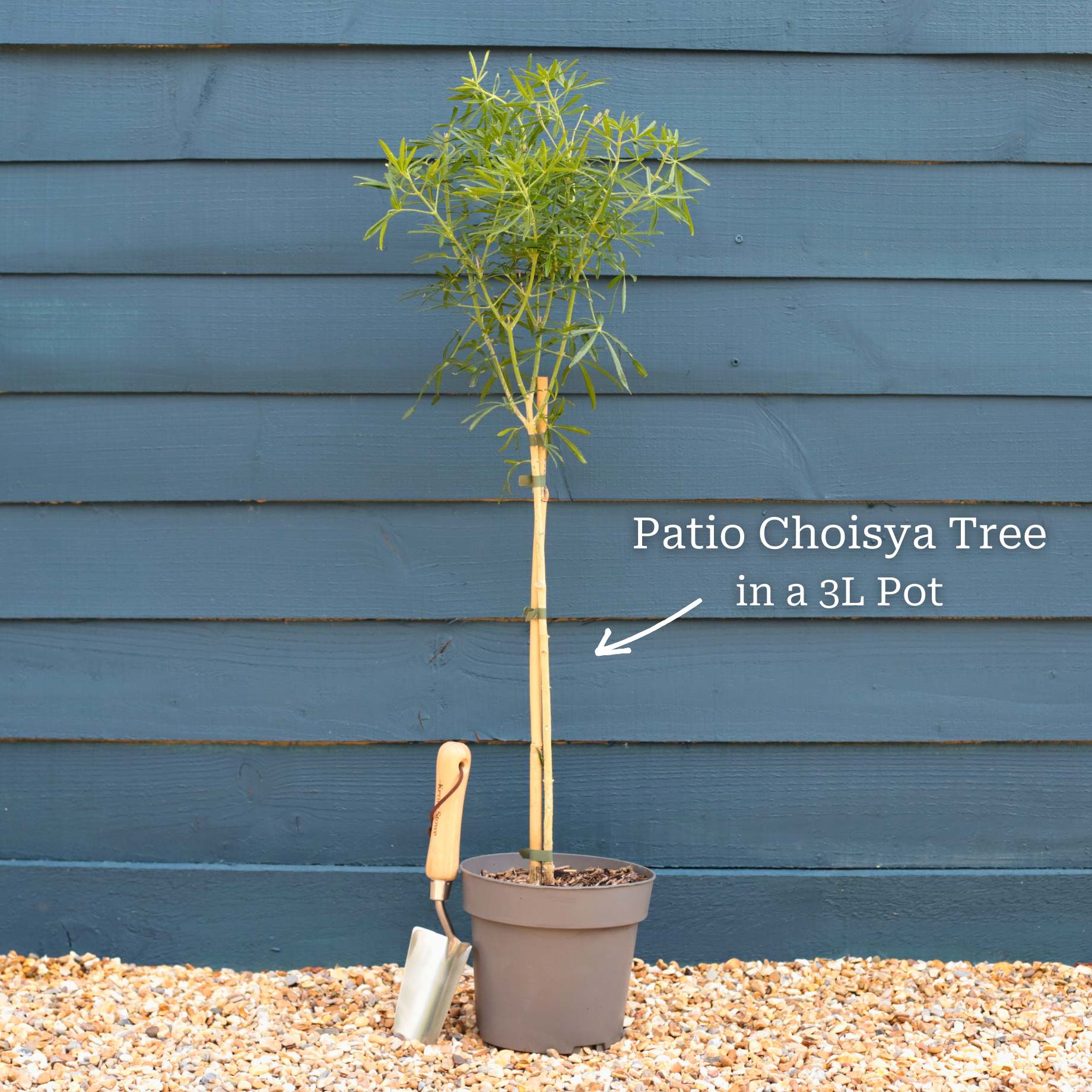 Patio Choisya Tree | Choisya 'White Dazzler'® - Image 2
