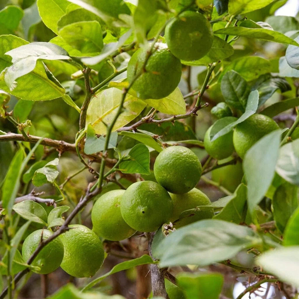 Patio Citrus Tree Collection - Image 4