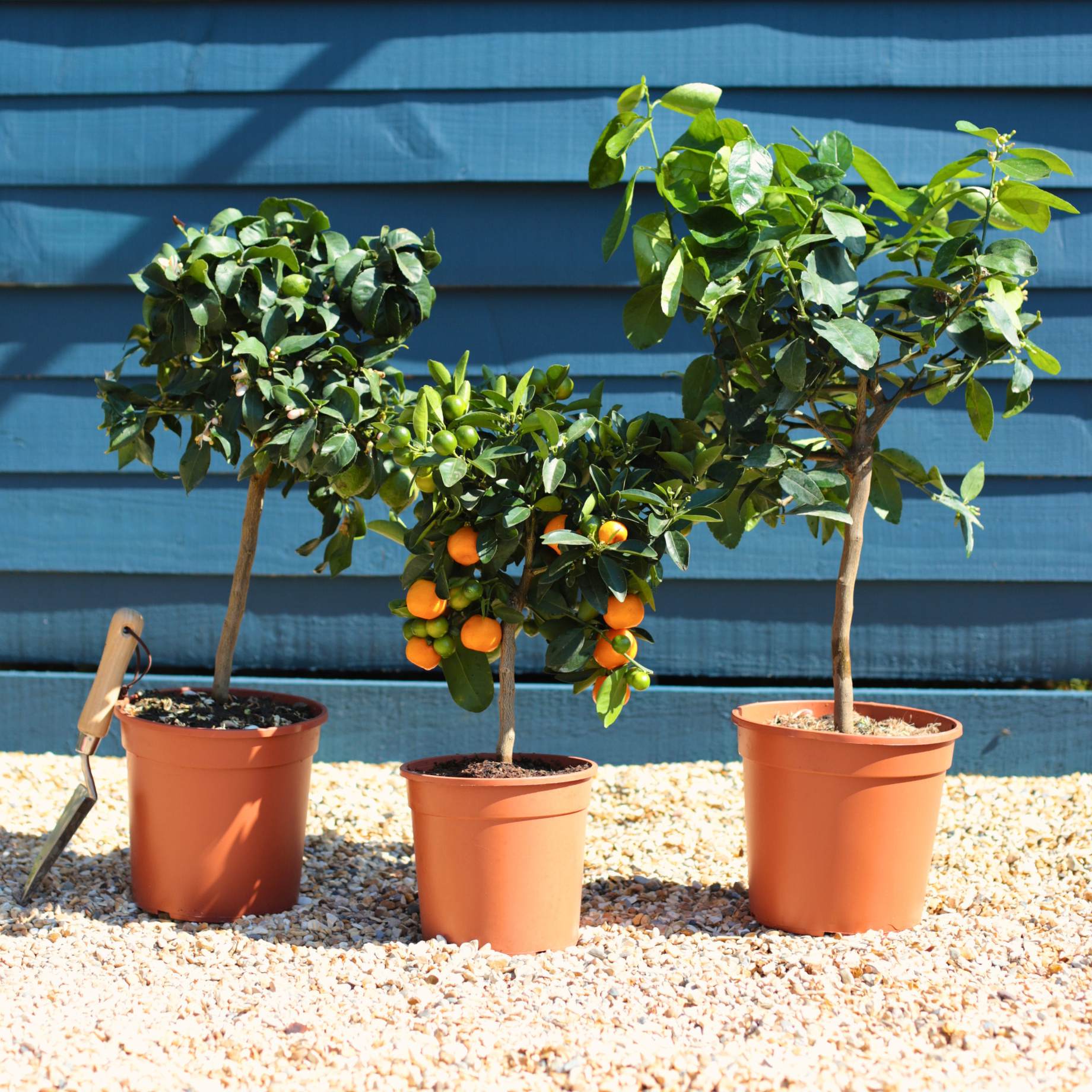 Patio Citrus Tree Collection - Image 6