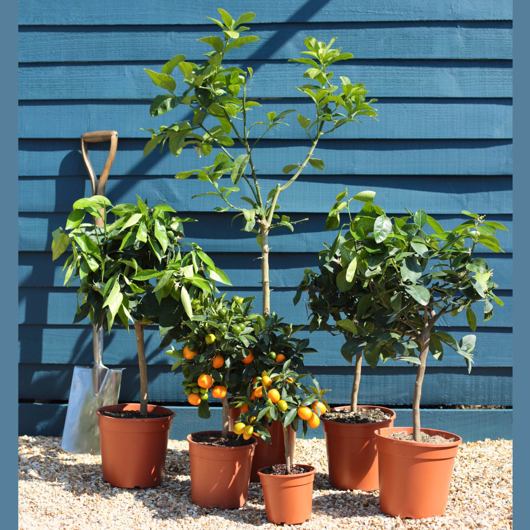 Patio Citrus Tree Collection - Image 7
