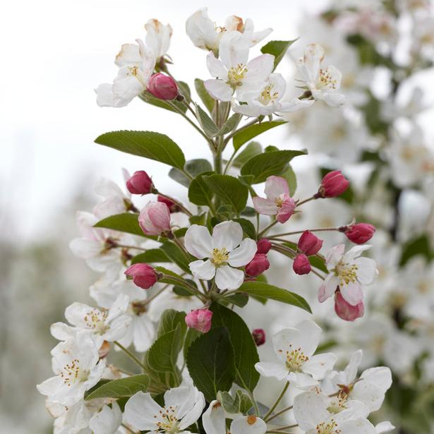 Patio Crabapple Tree | Malus 'Evereste' - Image 2