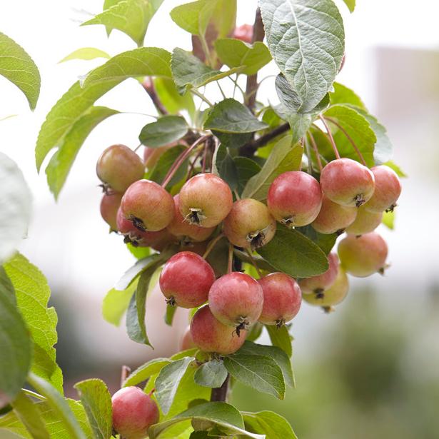Patio Crabapple Tree | Malus 'Evereste' - Image 3