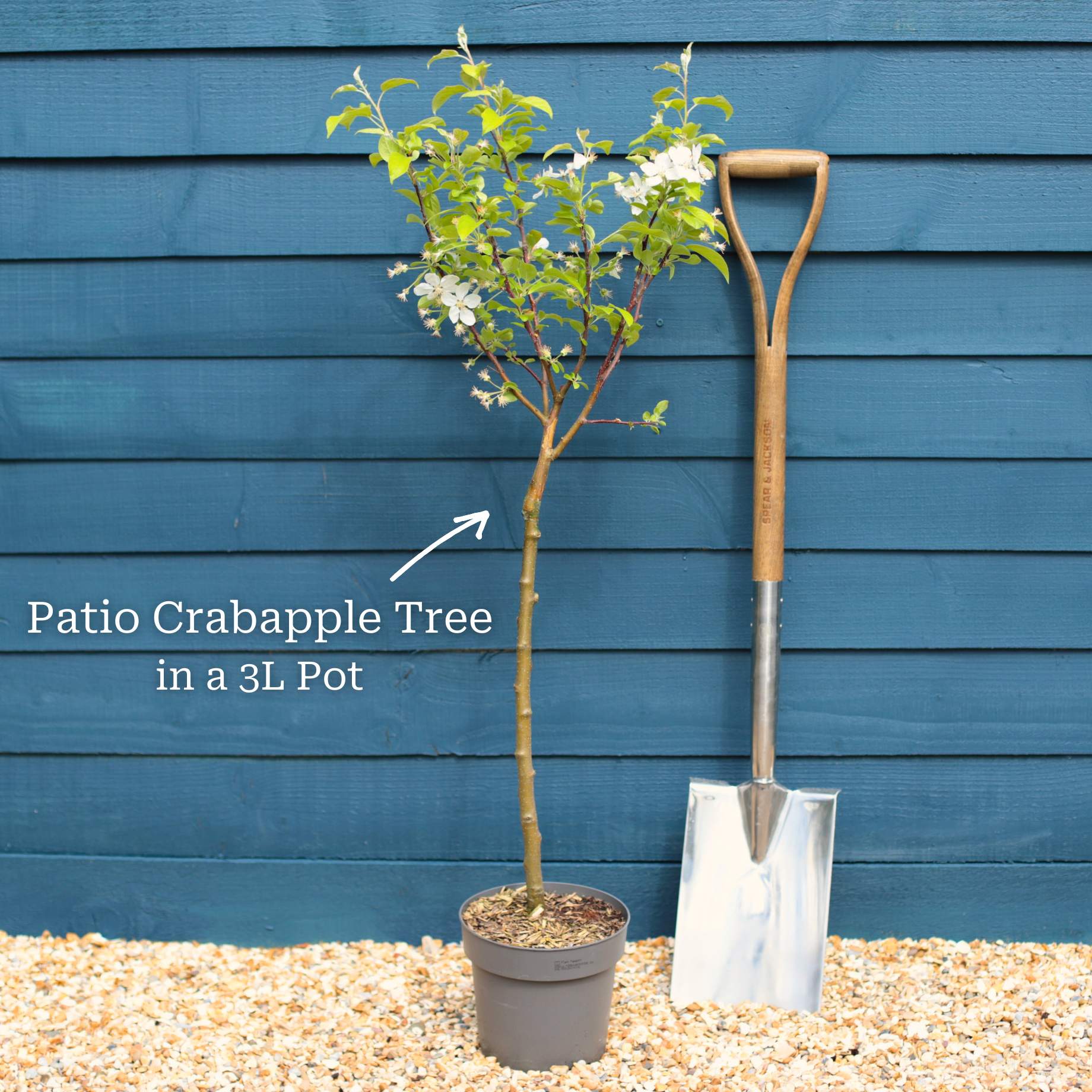 Patio Crabapple Tree | Malus 'Evereste' - Image 4