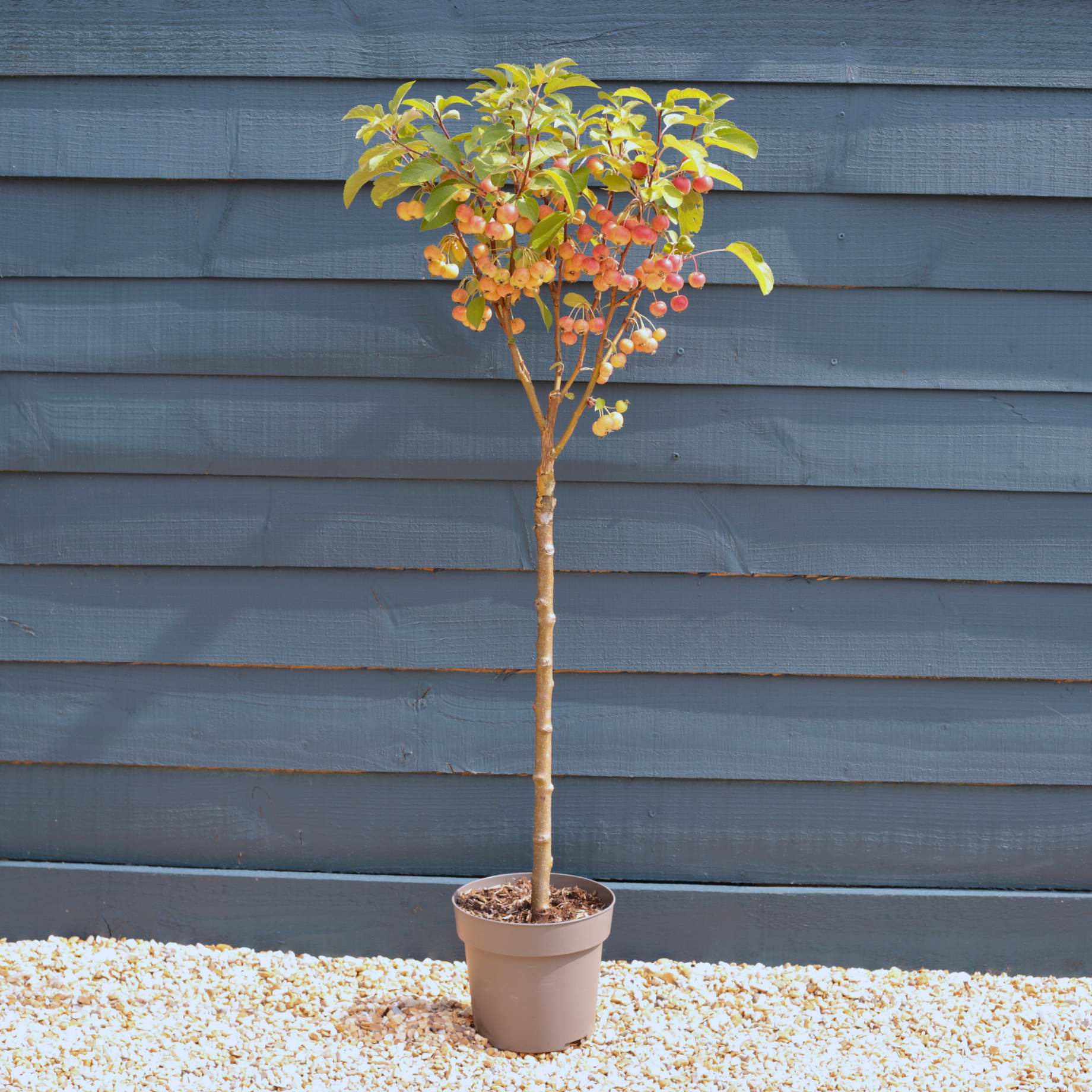 Patio Crabapple Tree | Malus 'Evereste' - Image 5