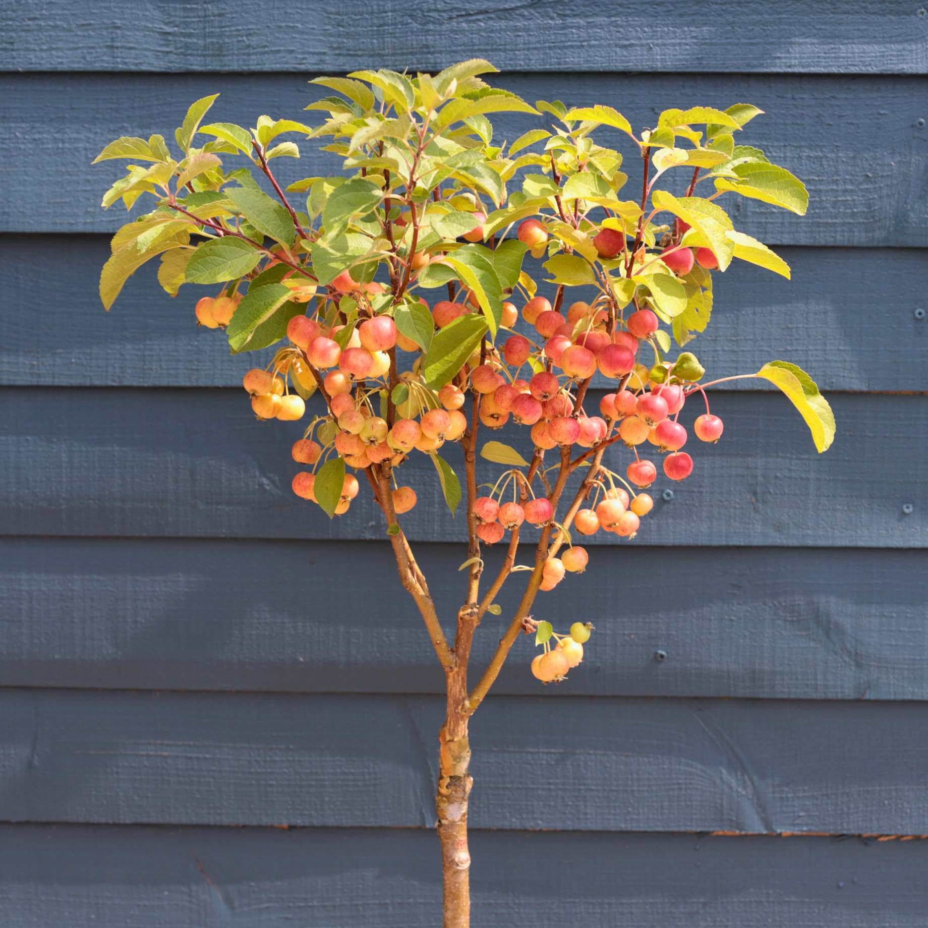 Patio Crabapple Tree | Malus 'Evereste' - Image 6