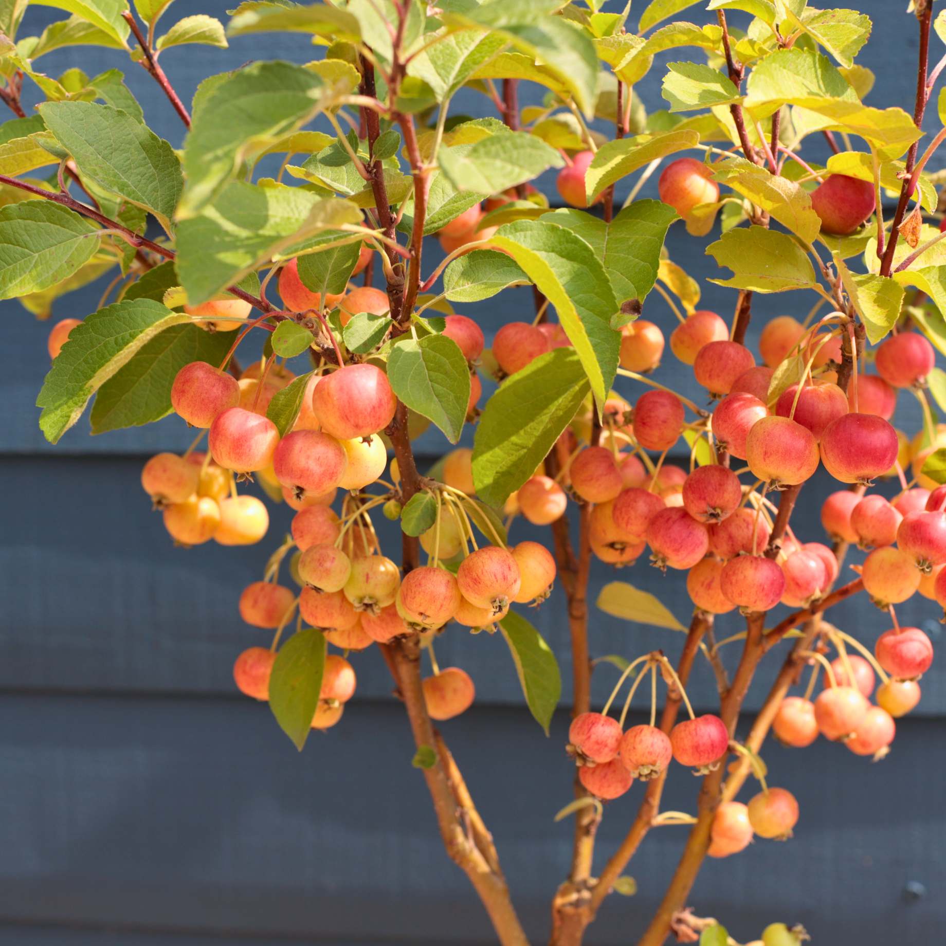 Patio Crabapple Tree | Malus 'Evereste' - Image 7