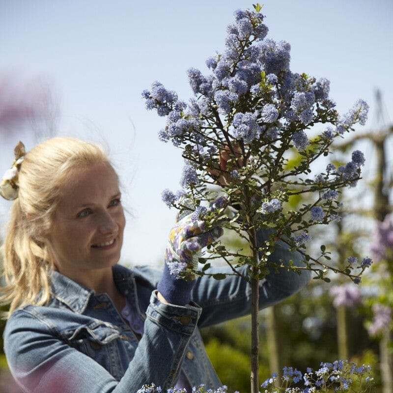 Patio Ceanothus Tree | Ceanothus thyrsiflorus 'Repens' - Image 2