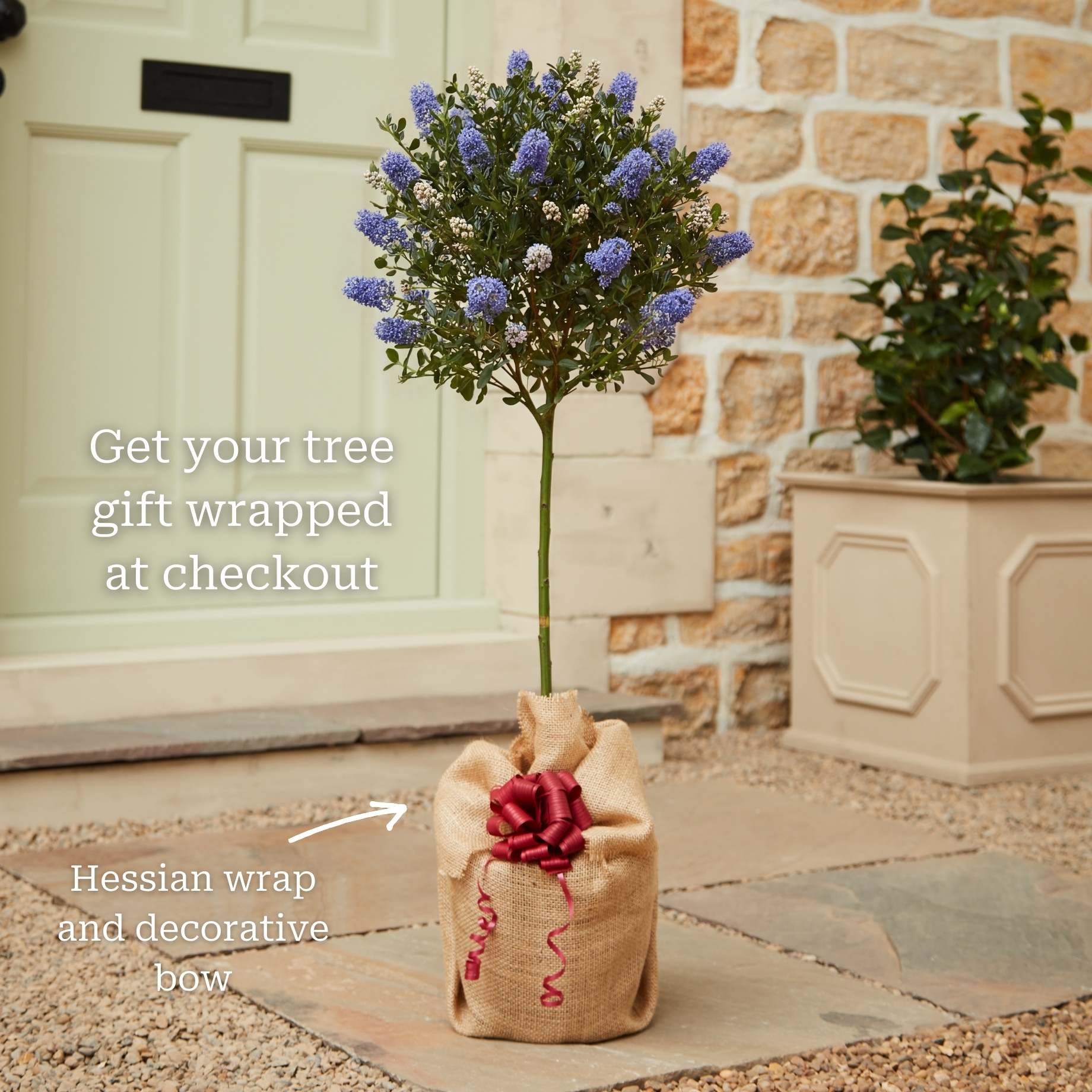 Patio Ceanothus Tree | Ceanothus thyrsiflorus 'Repens' - Image 3