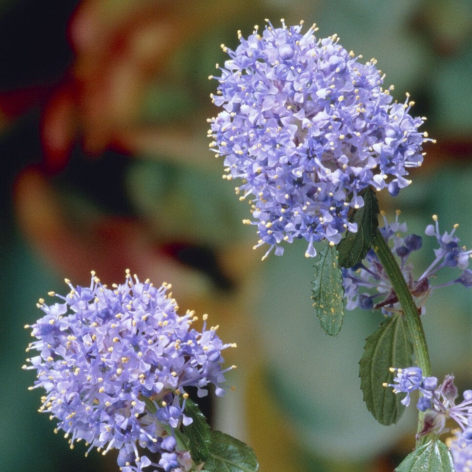 Patio Ceanothus Tree | Ceanothus thyrsiflorus 'Repens' - Image 4