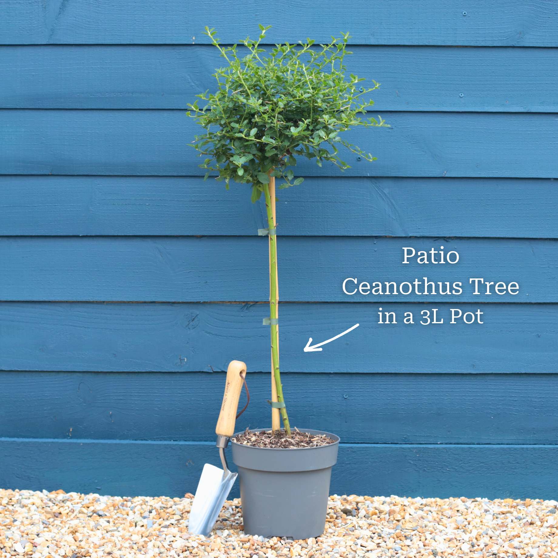 Patio Ceanothus Tree | Ceanothus thyrsiflorus 'Repens' - Image 5