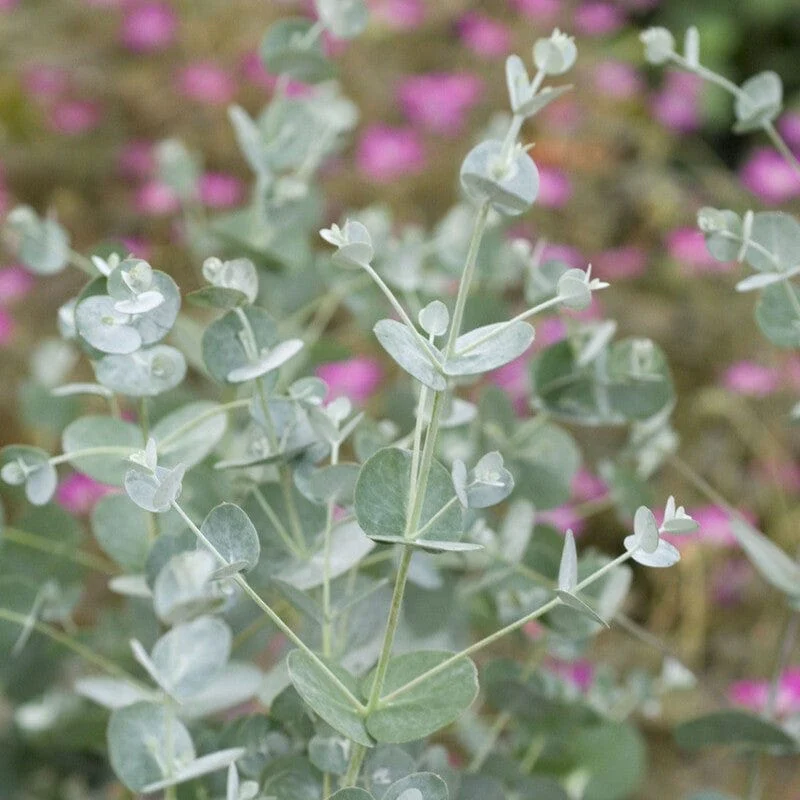 Patio Eucalyptus Tree | Eucalyptus gunnii 'Azura'® - Image 2