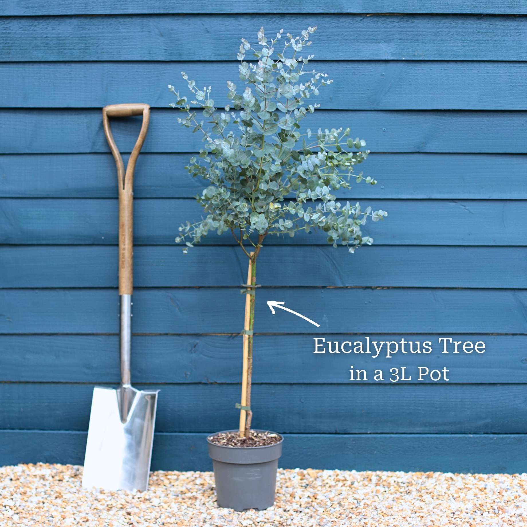Standard Eucalyptus Tree | Eucalyptus gunnii - Image 10