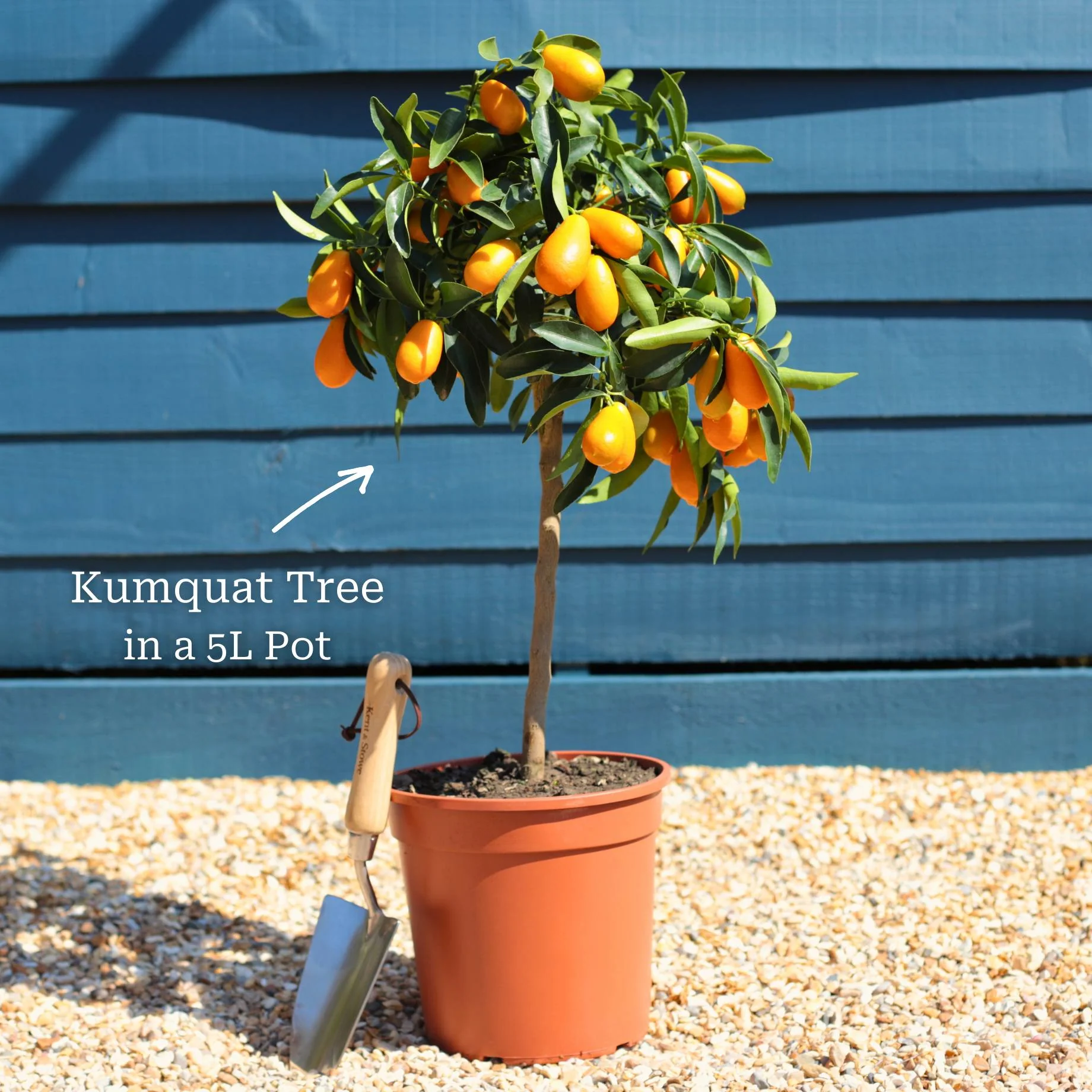 Giant Kumquat Patio Tree - Image 3
