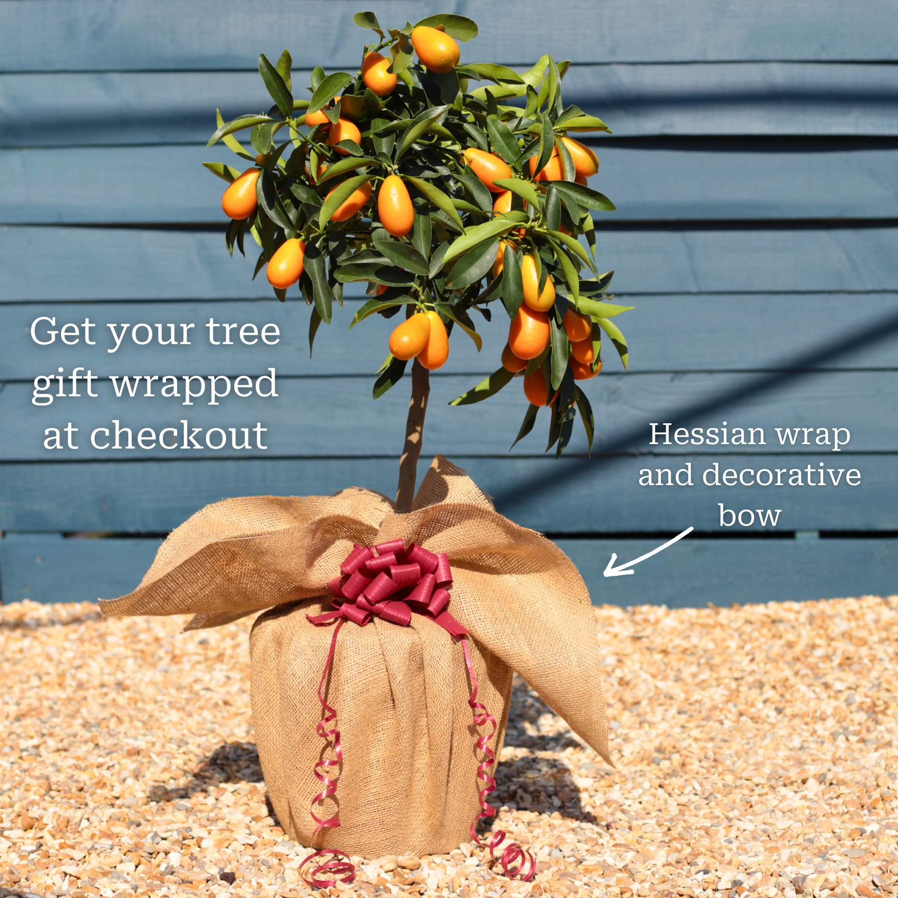 Giant Kumquat Patio Tree - Image 4