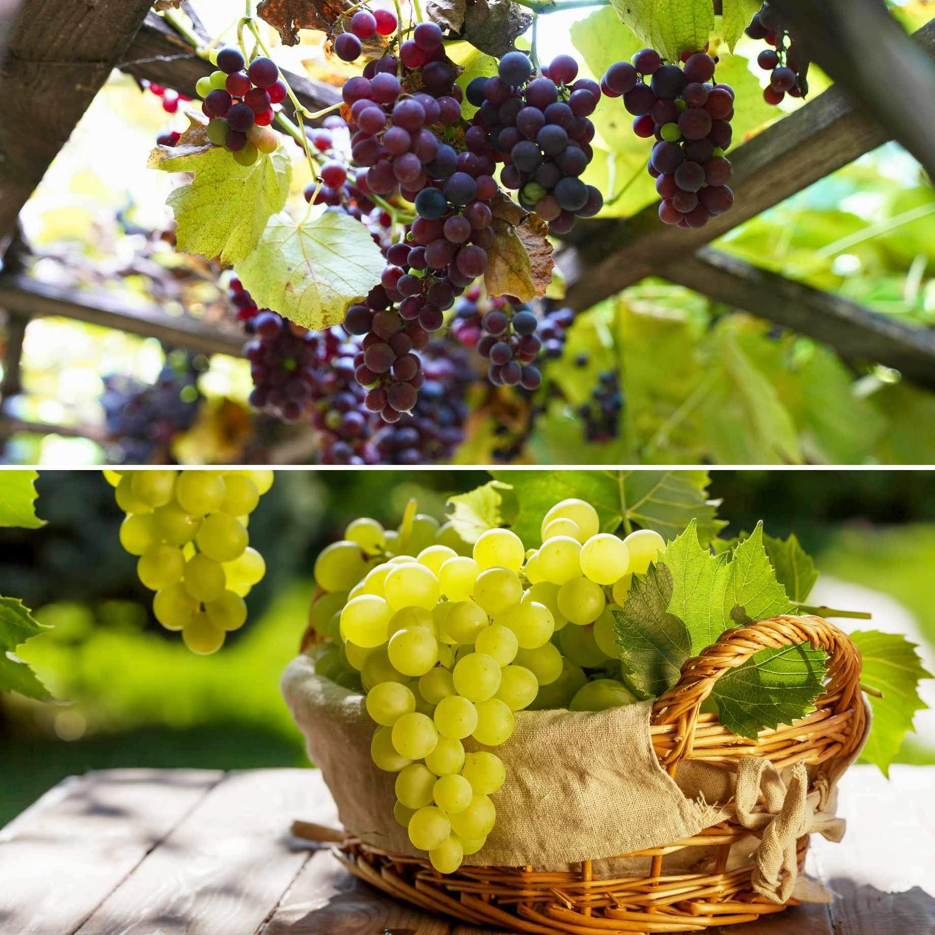 Patio Grape Vines Collection