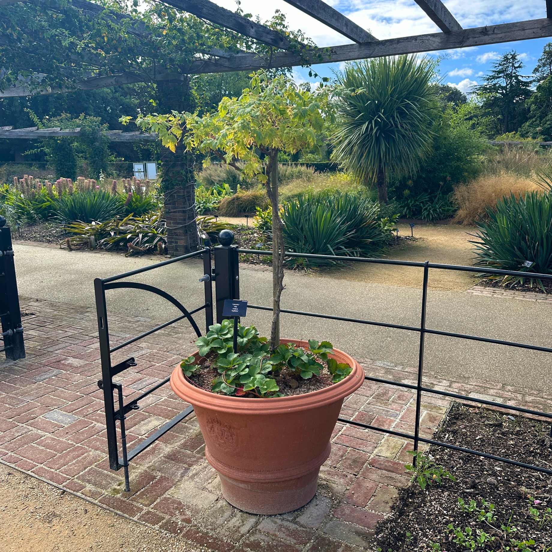 Patio Grape Vines Collection - Image 2