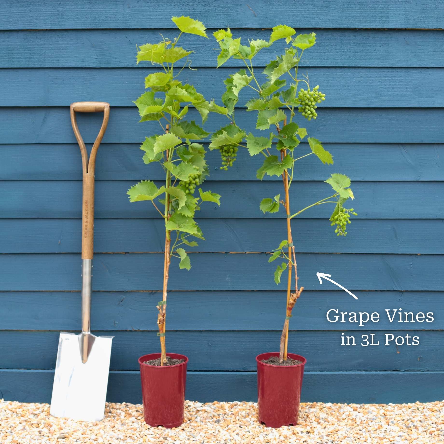 Seedless Outdoor Grape Collection - Image 3