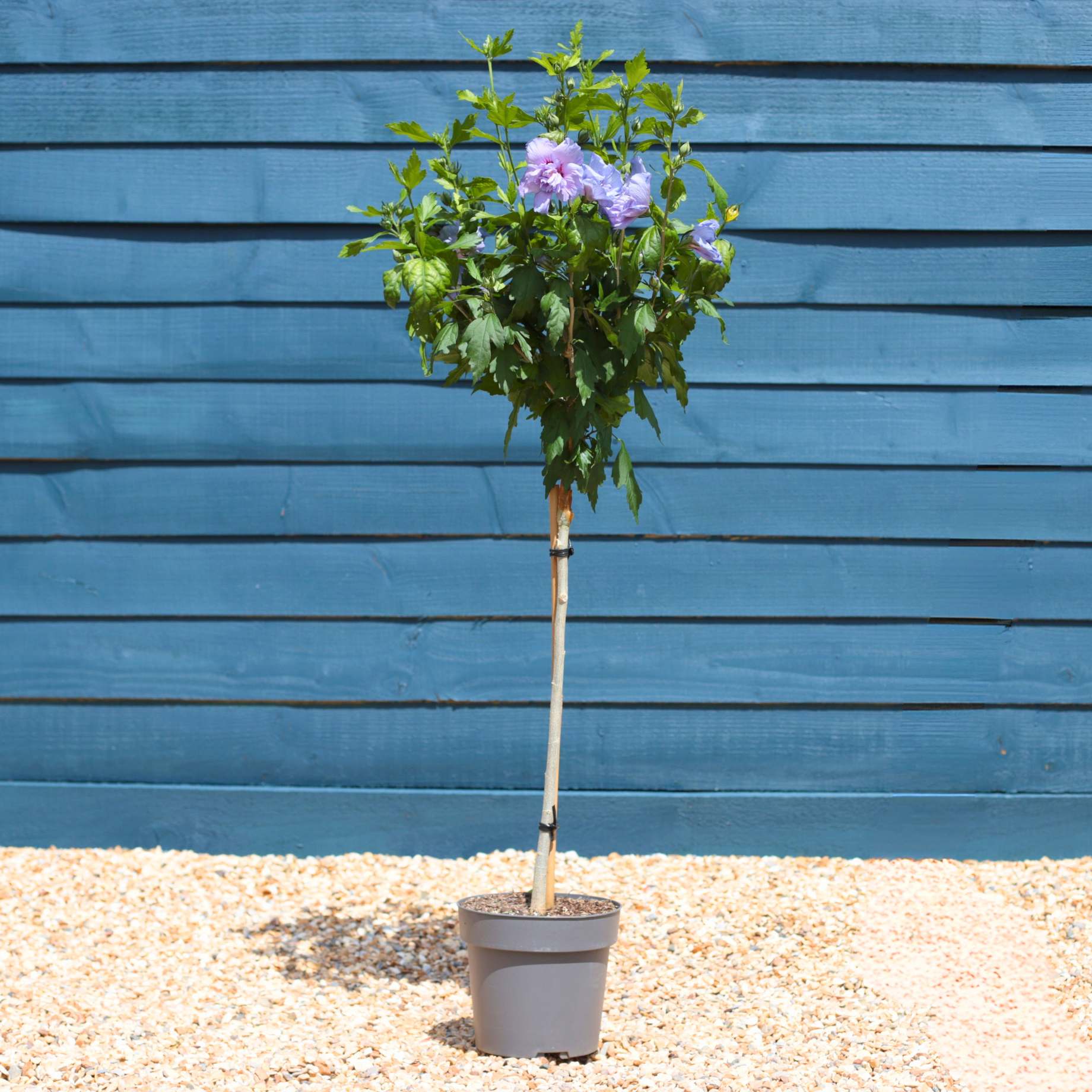 Patio Hibiscus Tree | Hibiscus syriacus 'Blue Chiffon'®