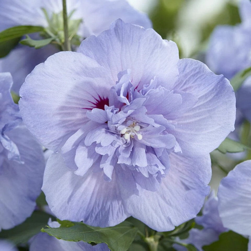 Patio Hibiscus Tree | Hibiscus syriacus 'Blue Chiffon'® - Image 2