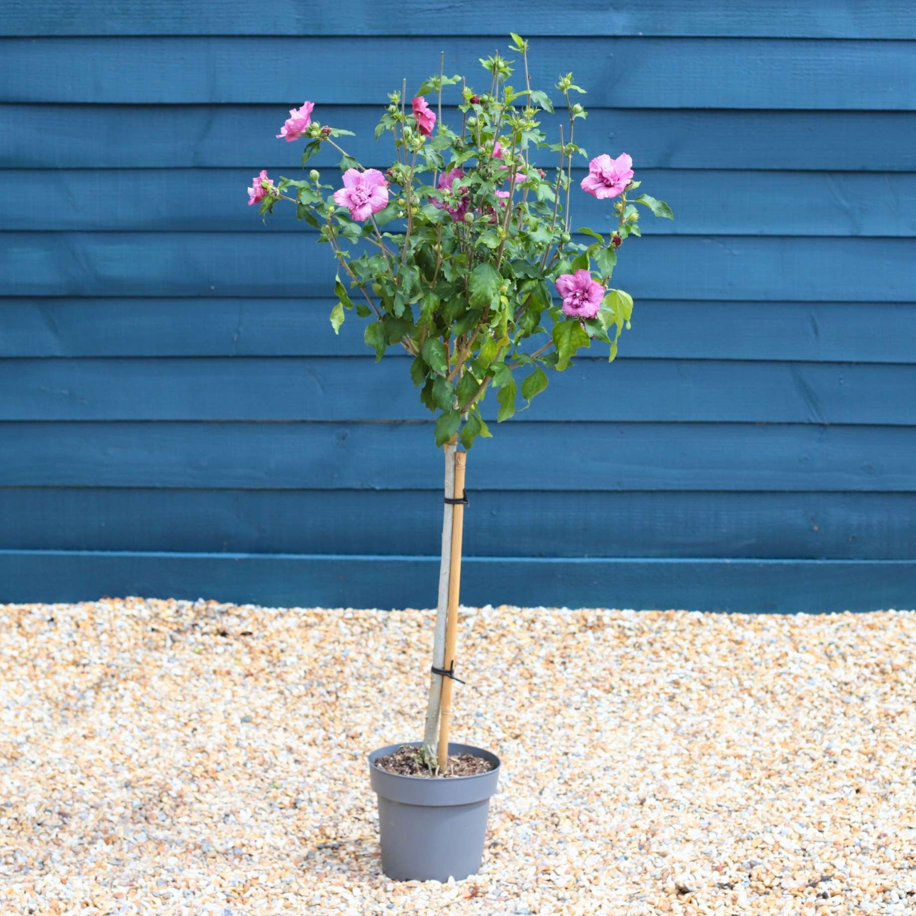 Patio Hibiscus Tree | Hibiscus syriacus 'Magenta Chiffon'®