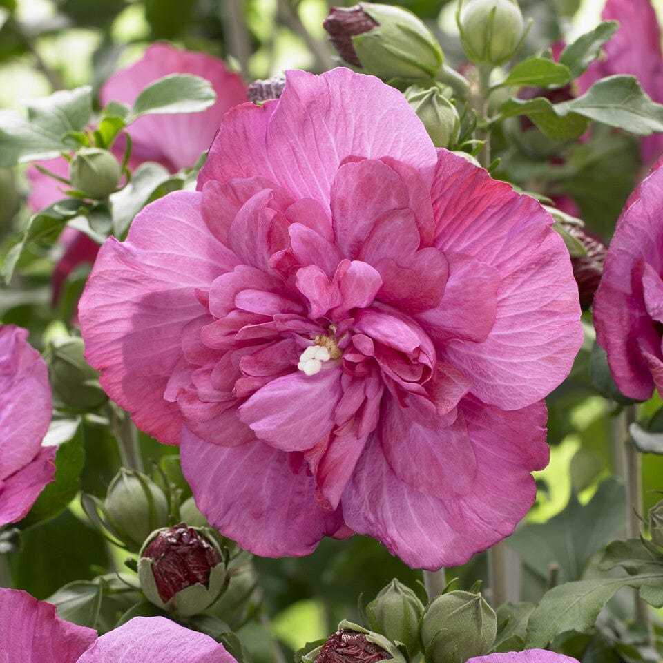 Patio Hibiscus Tree | Hibiscus syriacus 'Magenta Chiffon'® - Image 2
