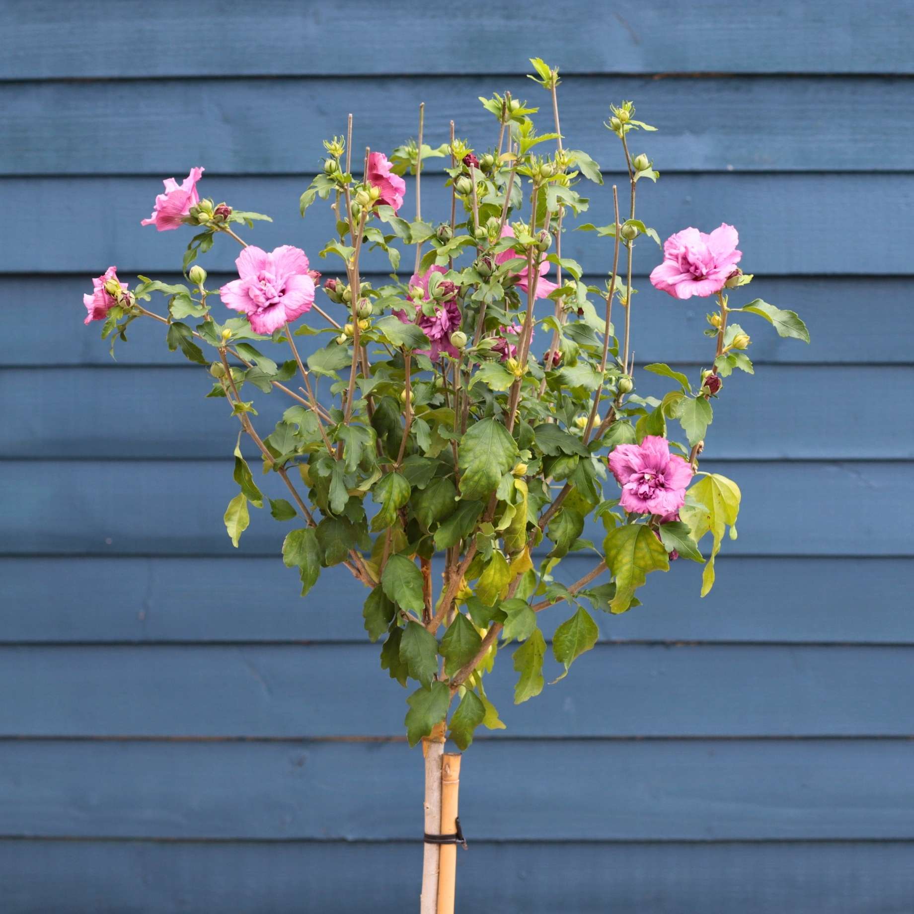 Patio Hibiscus Tree | Hibiscus syriacus 'Magenta Chiffon'® - Image 3
