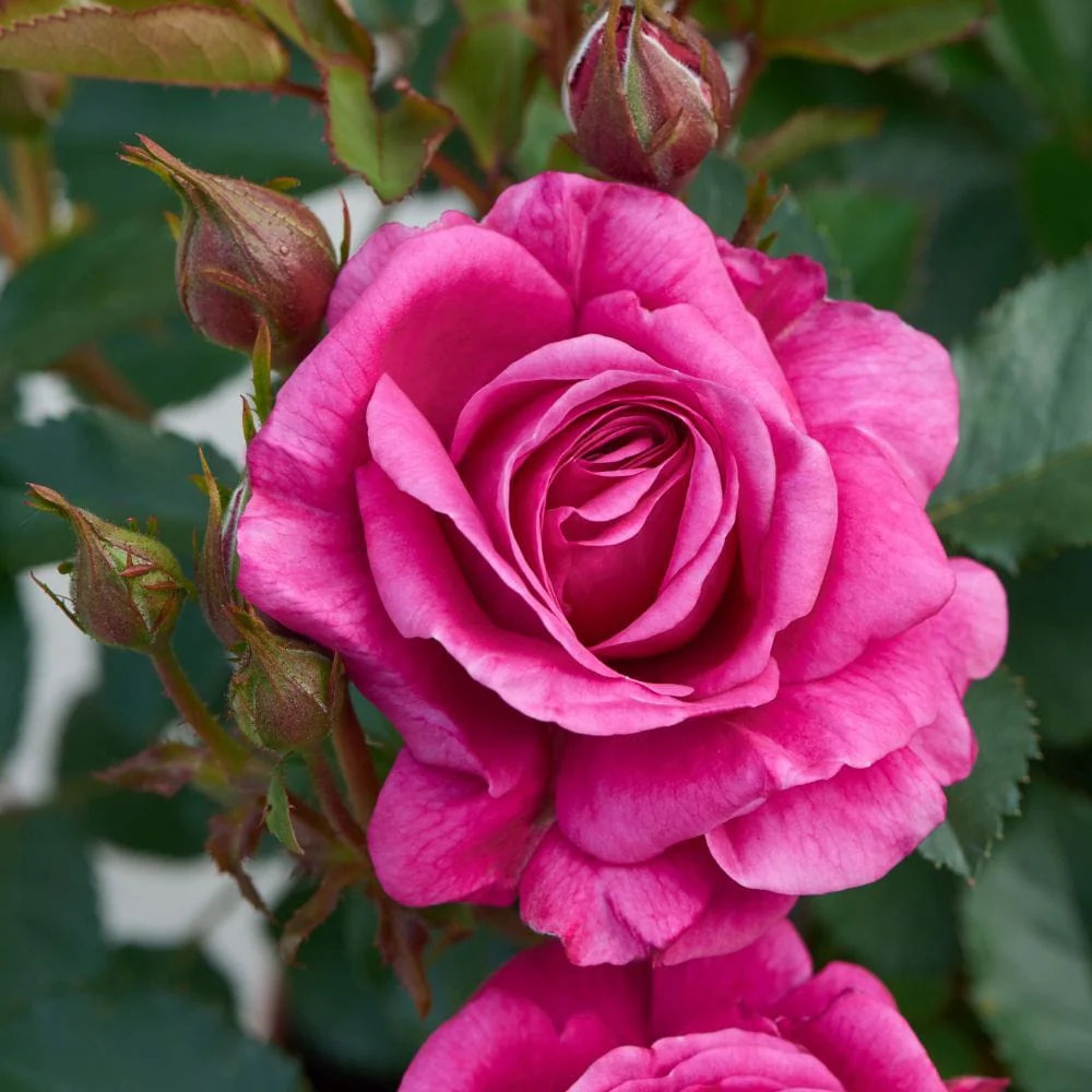 'Patio Hit Dafne' Patio Shrub Rose - Image 2