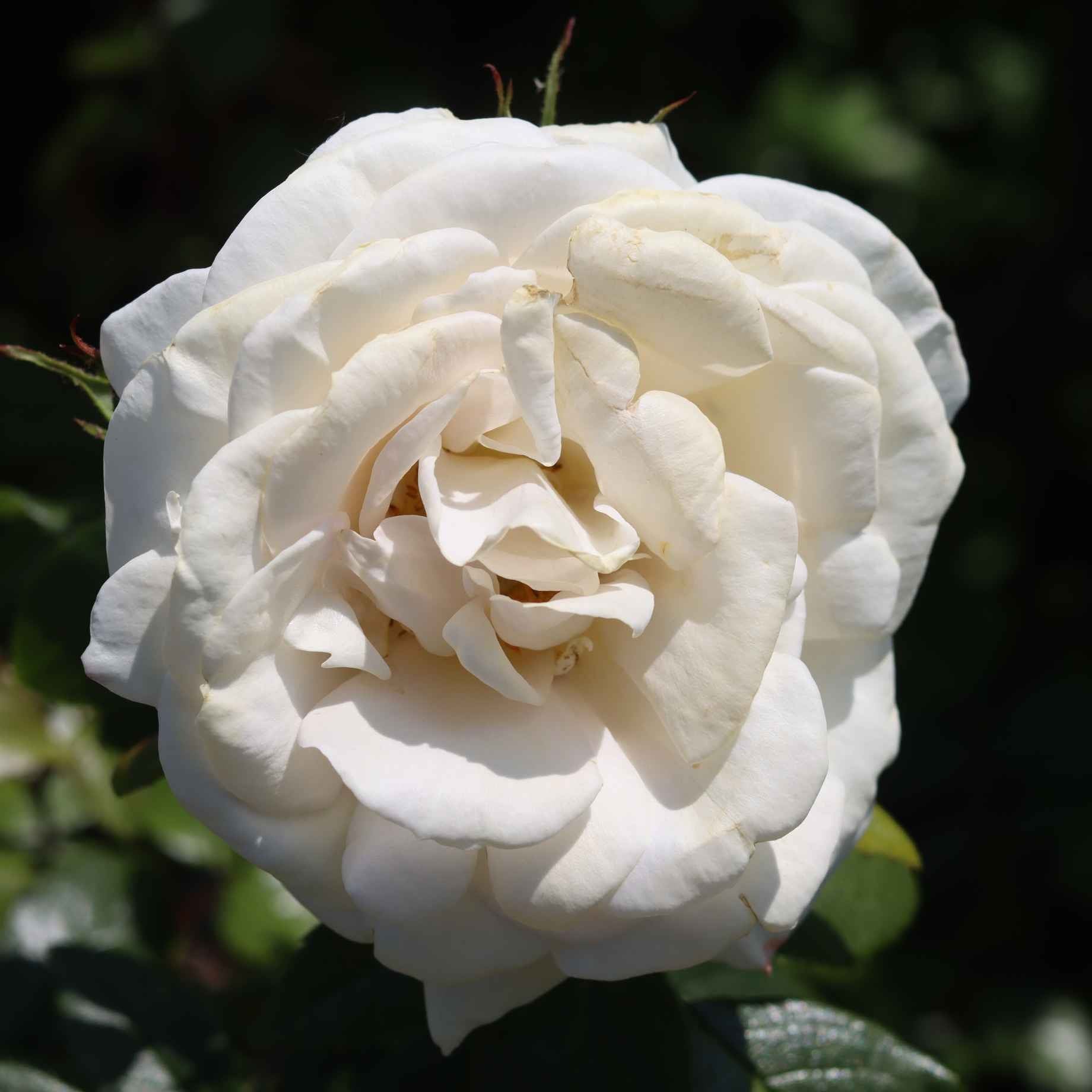 'Patio Hit Georgia' Patio Shrub Rose - Image 2