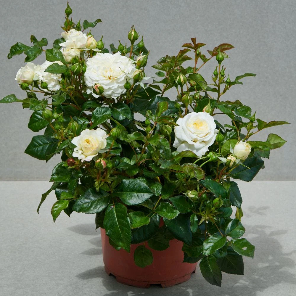 'Patio Hit Georgia' Patio Shrub Rose - Image 3