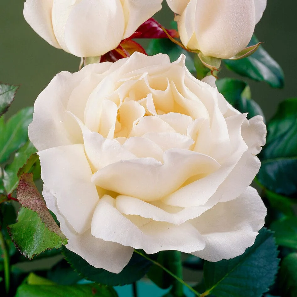 'Patio Hit Georgia' Patio Shrub Rose - Image 4