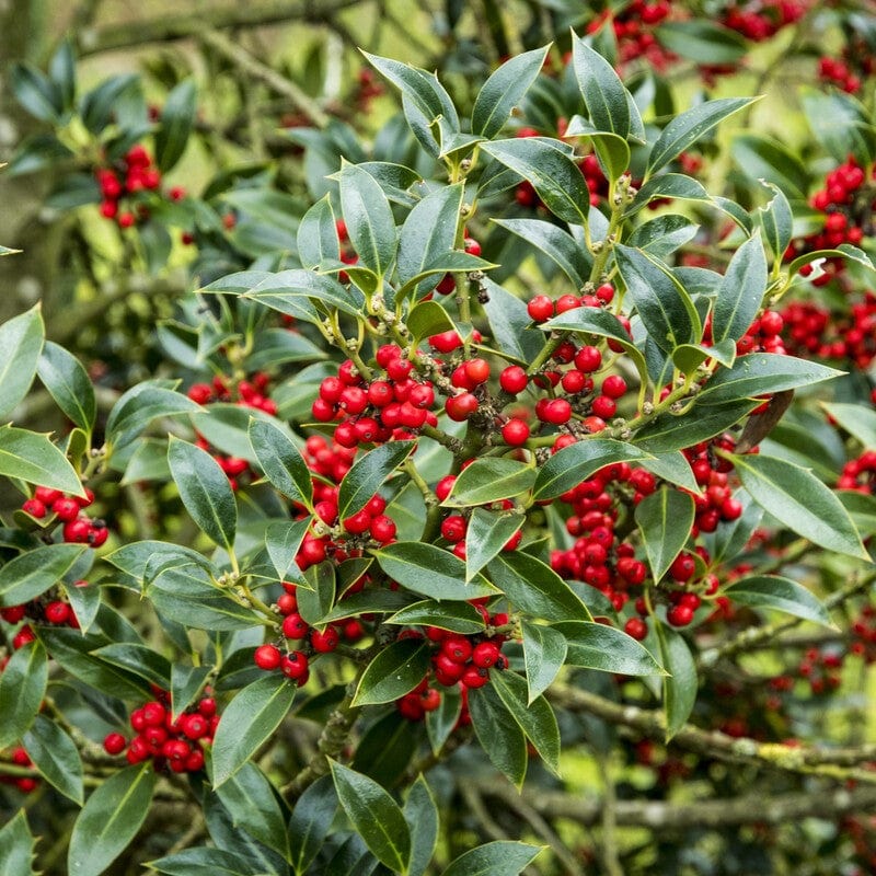 Patio Holly Tree Gift - Image 5
